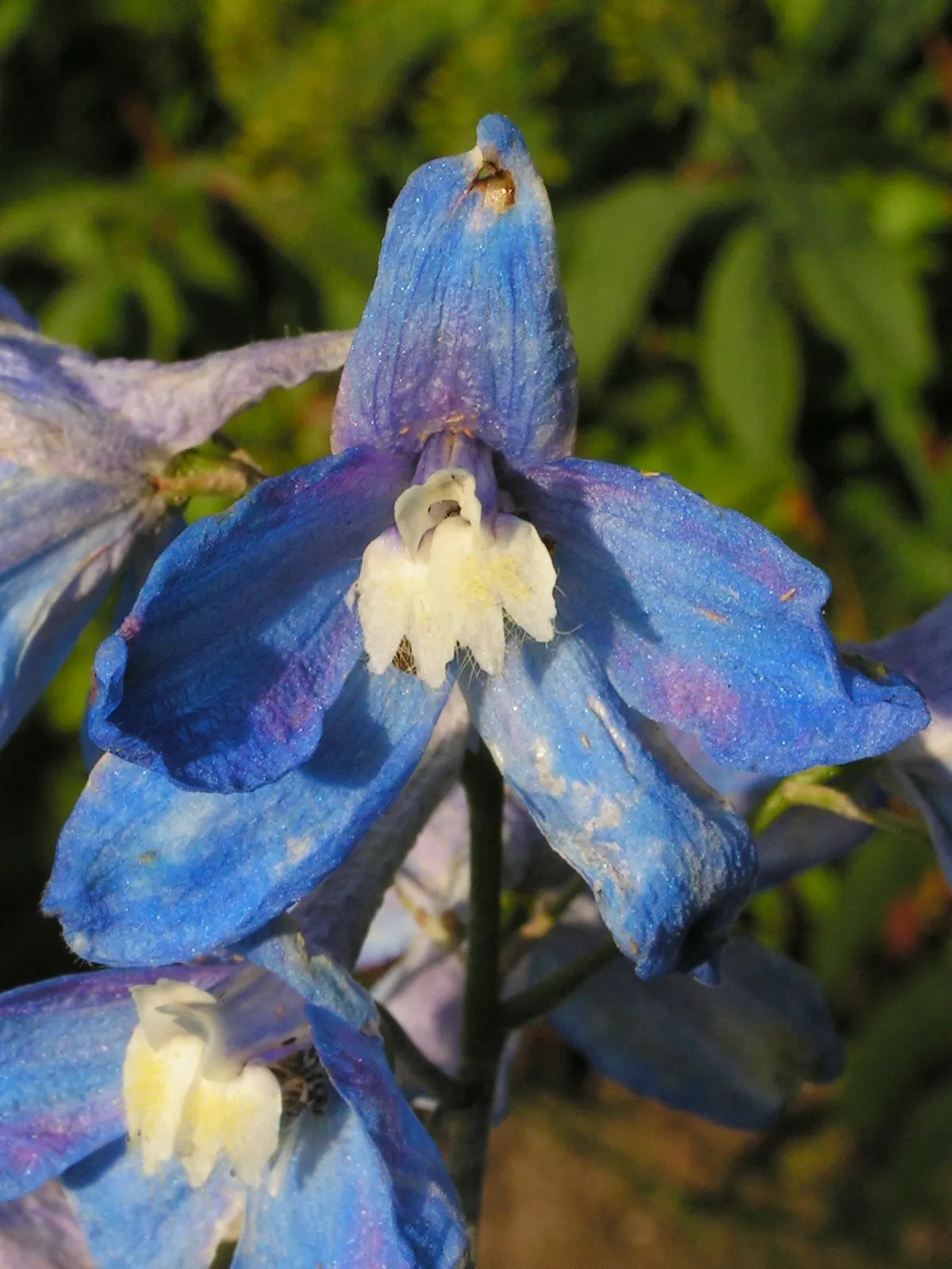 Candle Larkspur (Delphinium Elatum) — commonly known as Candle Larkspur