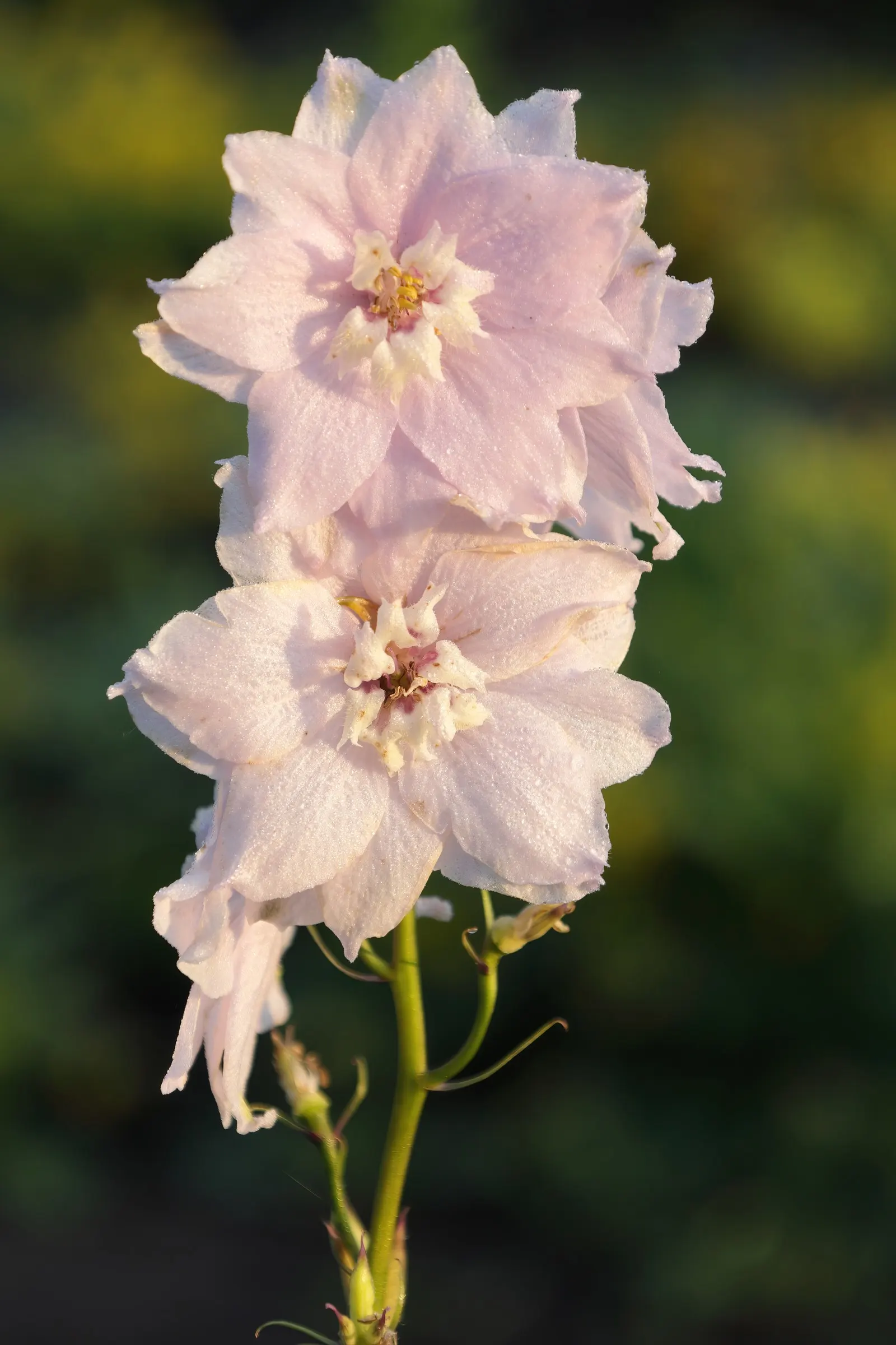 Candle Larkspur (Delphinium Elatum) — This plant prefers well-drained soil and full sun to partial shade