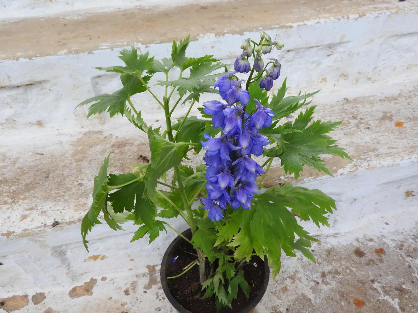 Candle Larkspur (Delphinium Elatum) — Ample moisture and moderate fertilization will enhance its growth and floral display