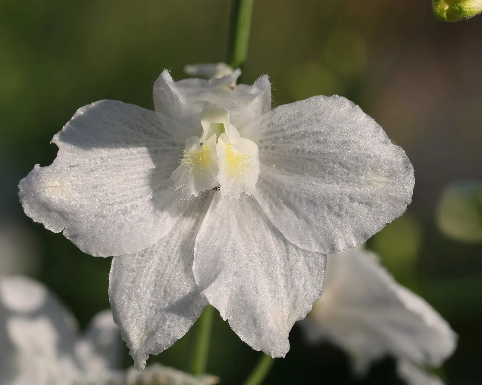 Candle Larkspur (Delphinium Elatum) — The Candle Larkspur (Delphinium elatum) is a striking perennial known for its majestic spires of vibrant blue