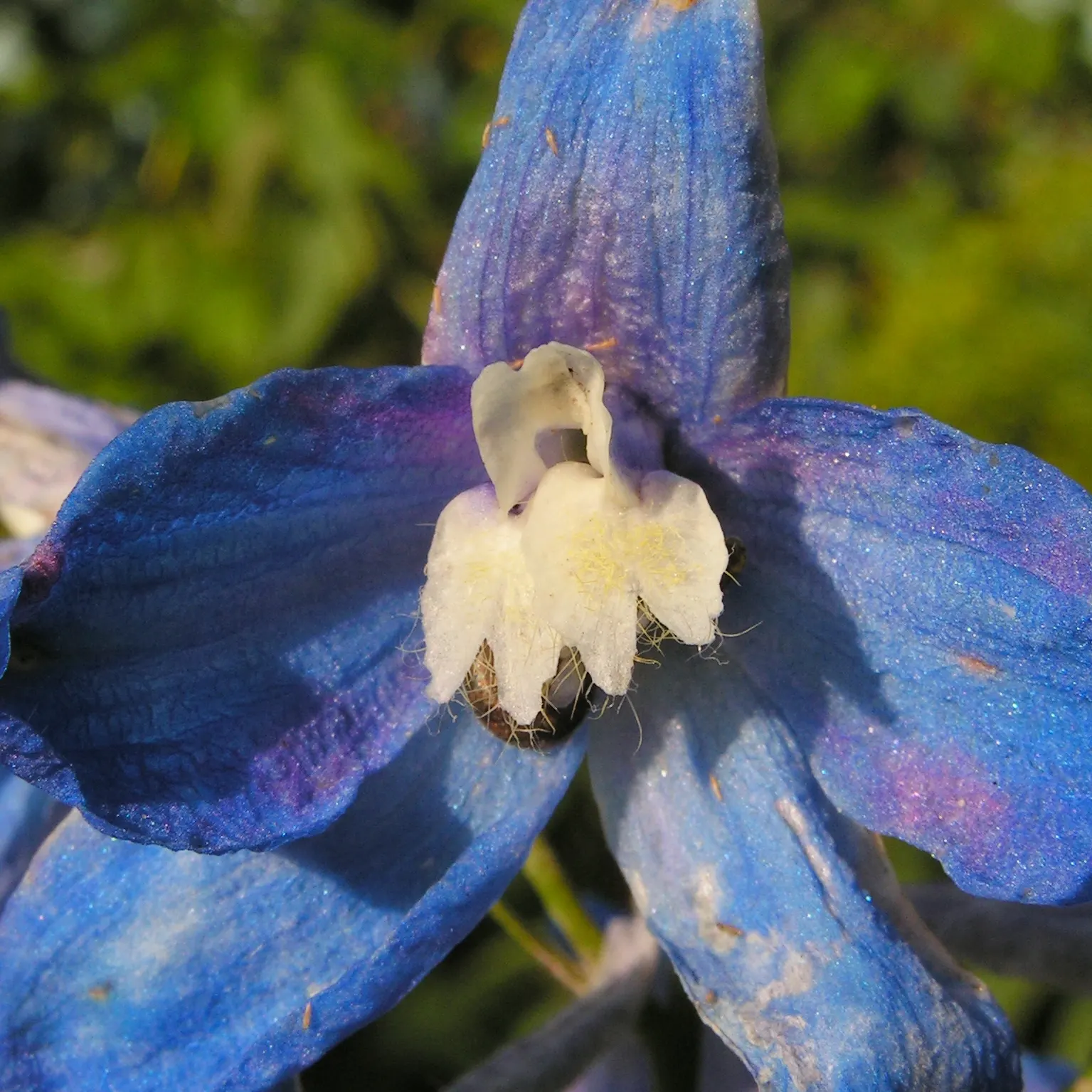 Candle Larkspur (Delphinium Elatum) — is an herbaceous perennial that adds a striking vertical element to garden designs with its tall