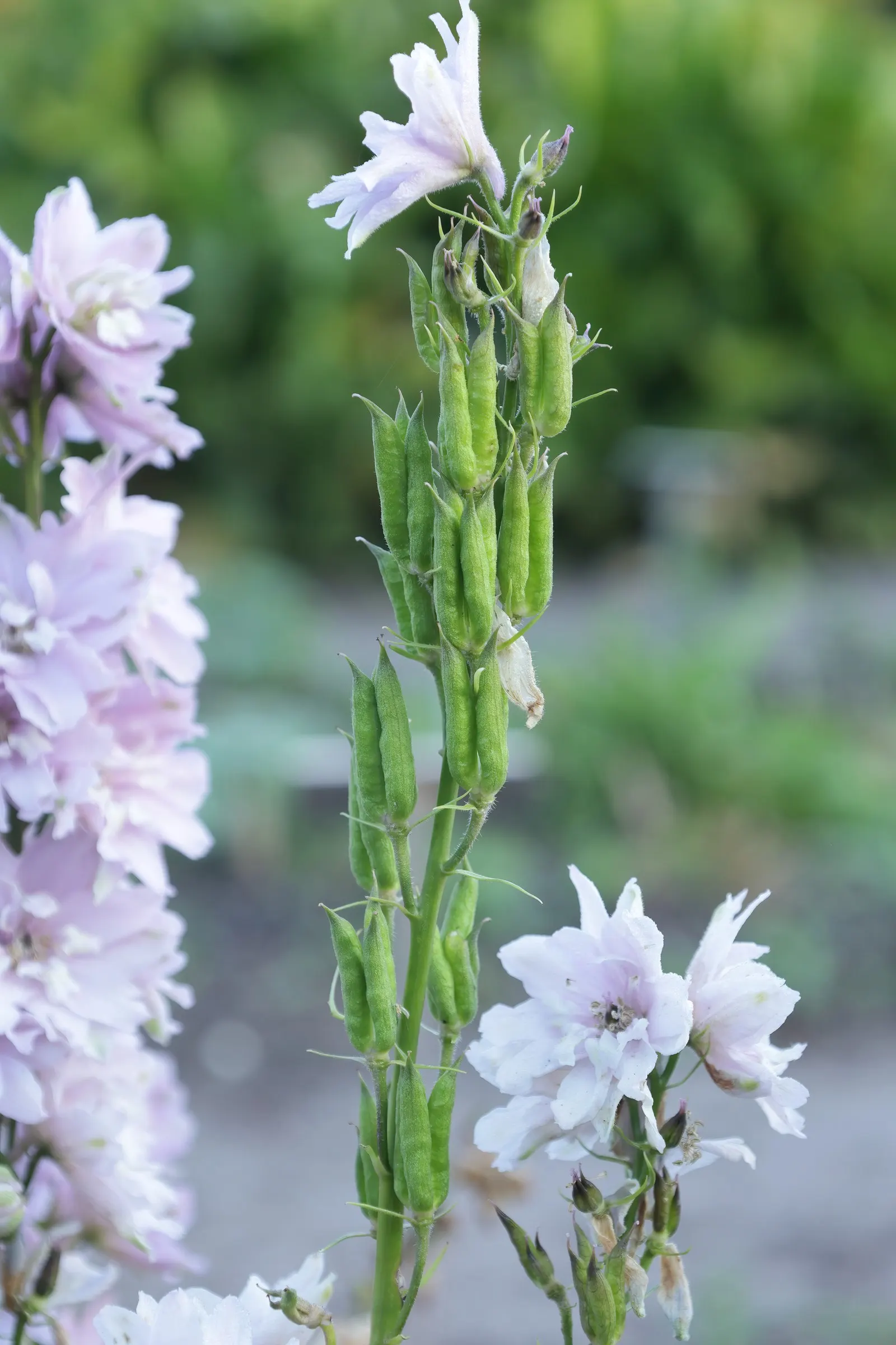Candle Larkspur (Delphinium Elatum) — Caution is necessary, as all parts are toxic if ingested