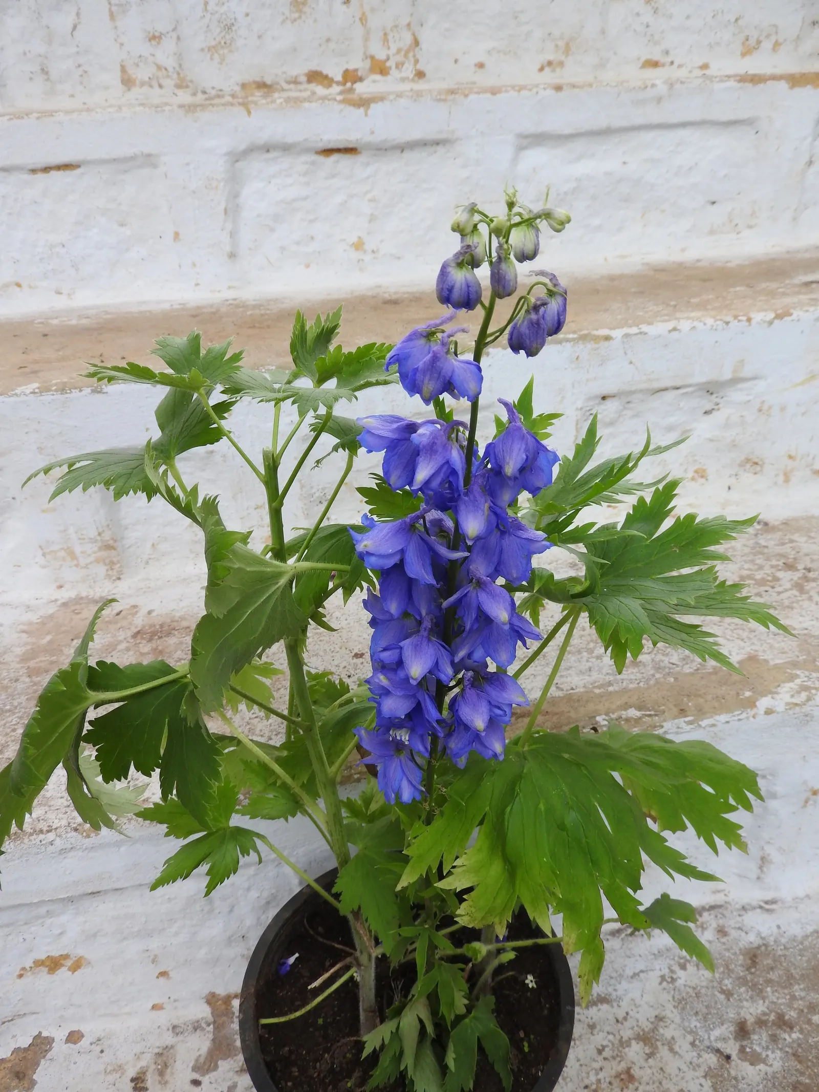 Candle Larkspur (Delphinium Elatum) — It thrives in full sun to part shade and prefers rich, well-drained soils