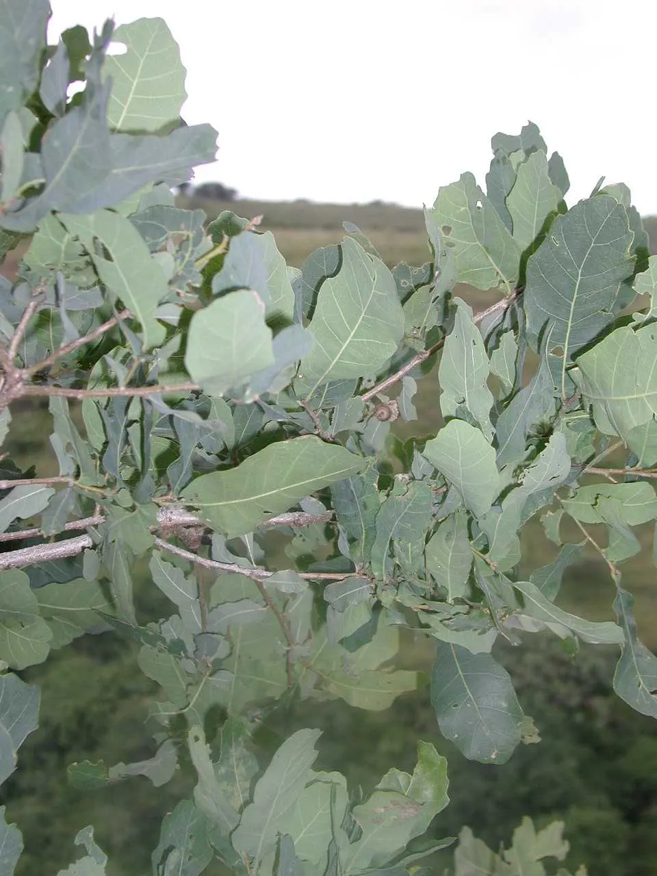 Lacey Oak (Quercus Glaucoides) — This deciduous oak showcases a narrow