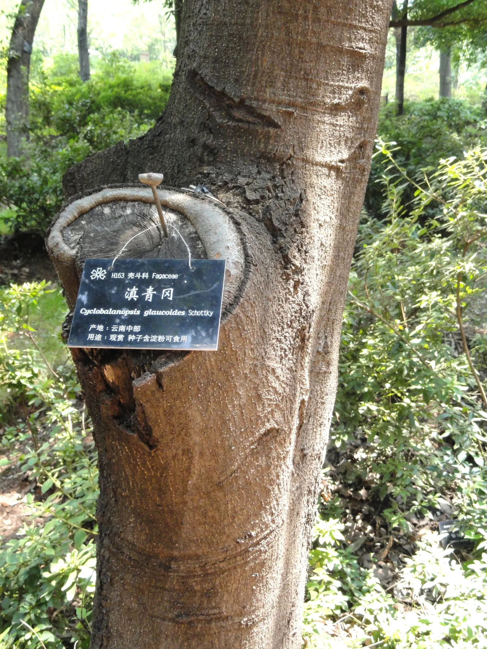 Lacey Oak (Quercus Glaucoides) — reaching heights of 30-50 feet