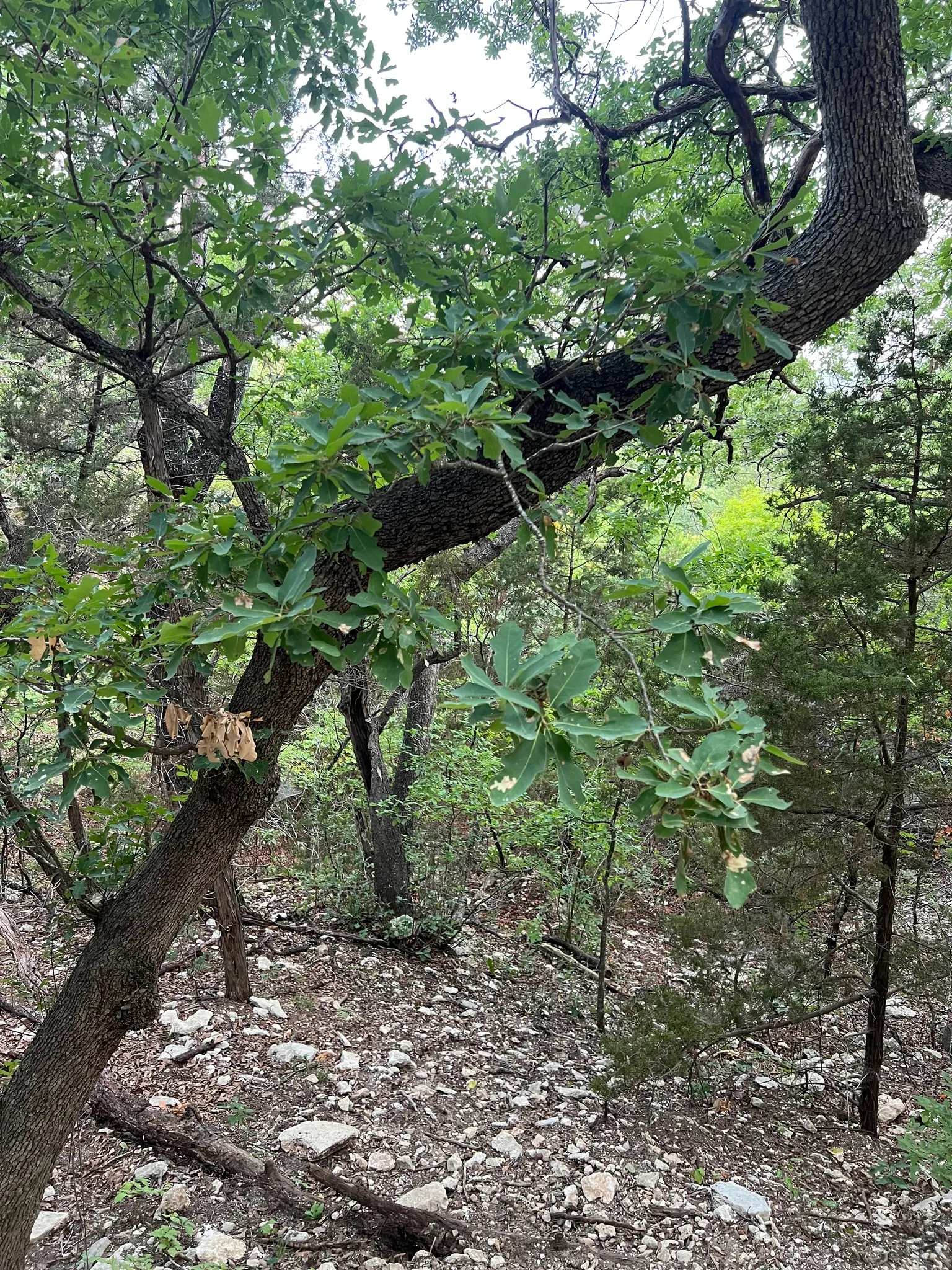 Lacey Oak (Quercus Glaucoides) — Lacey Oak (Quercus glaucoides) is a resilient