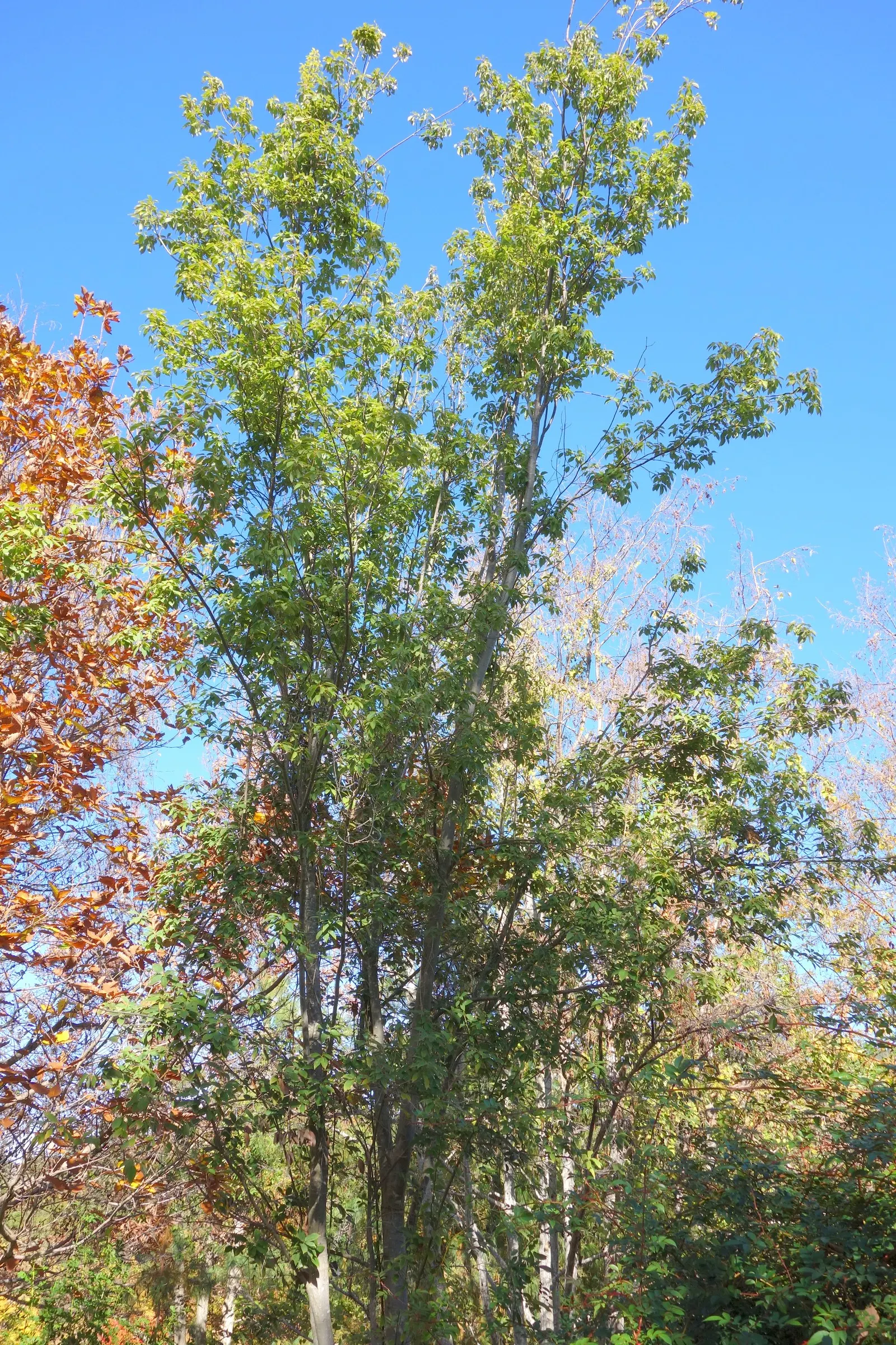 Lacey Oak (Quercus Glaucoides) — drought-tolerant tree native to Texas