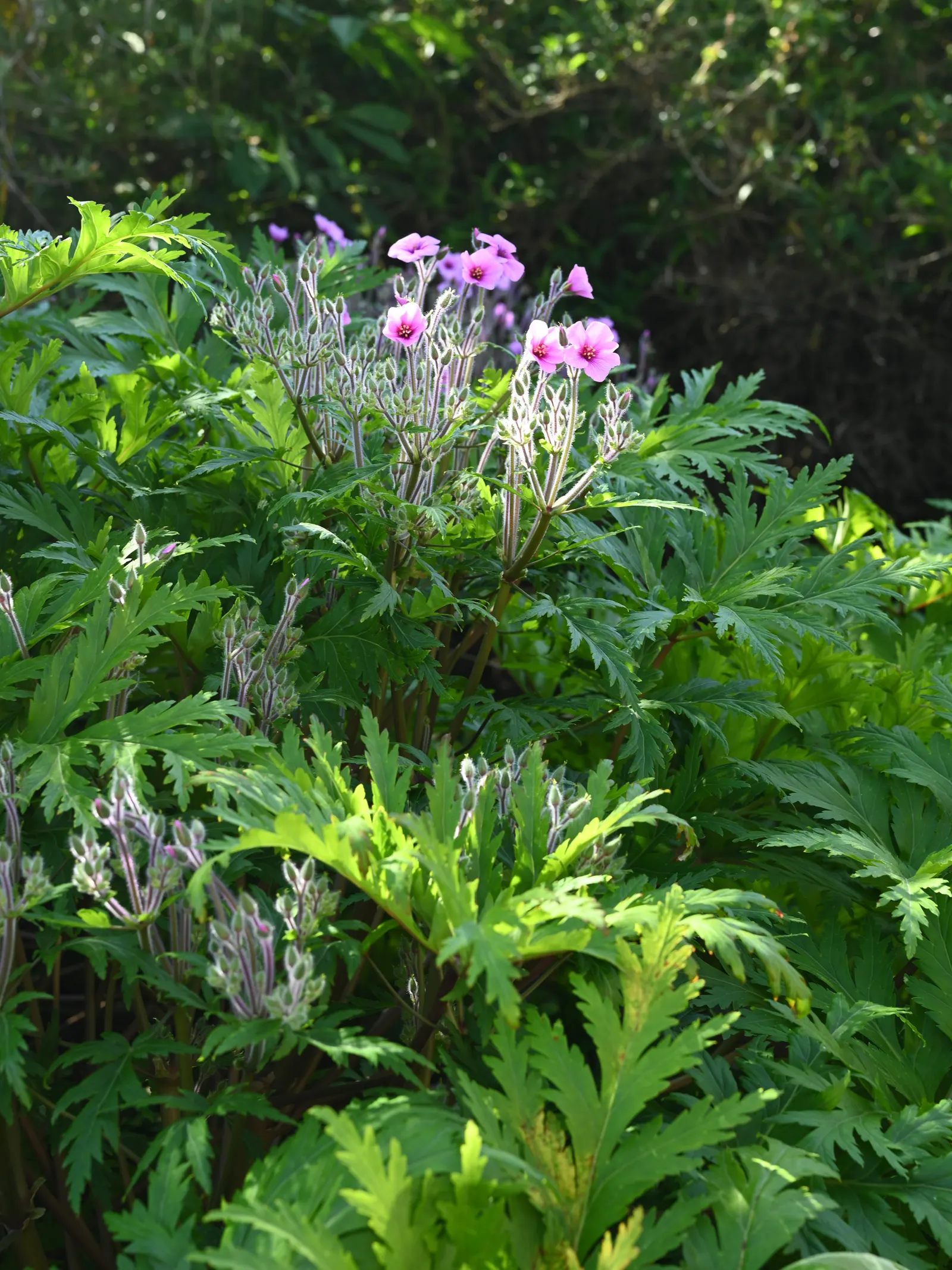 Magenta-Eyed Geranium (Geranium Maderense) — A specimen well-suited for borders