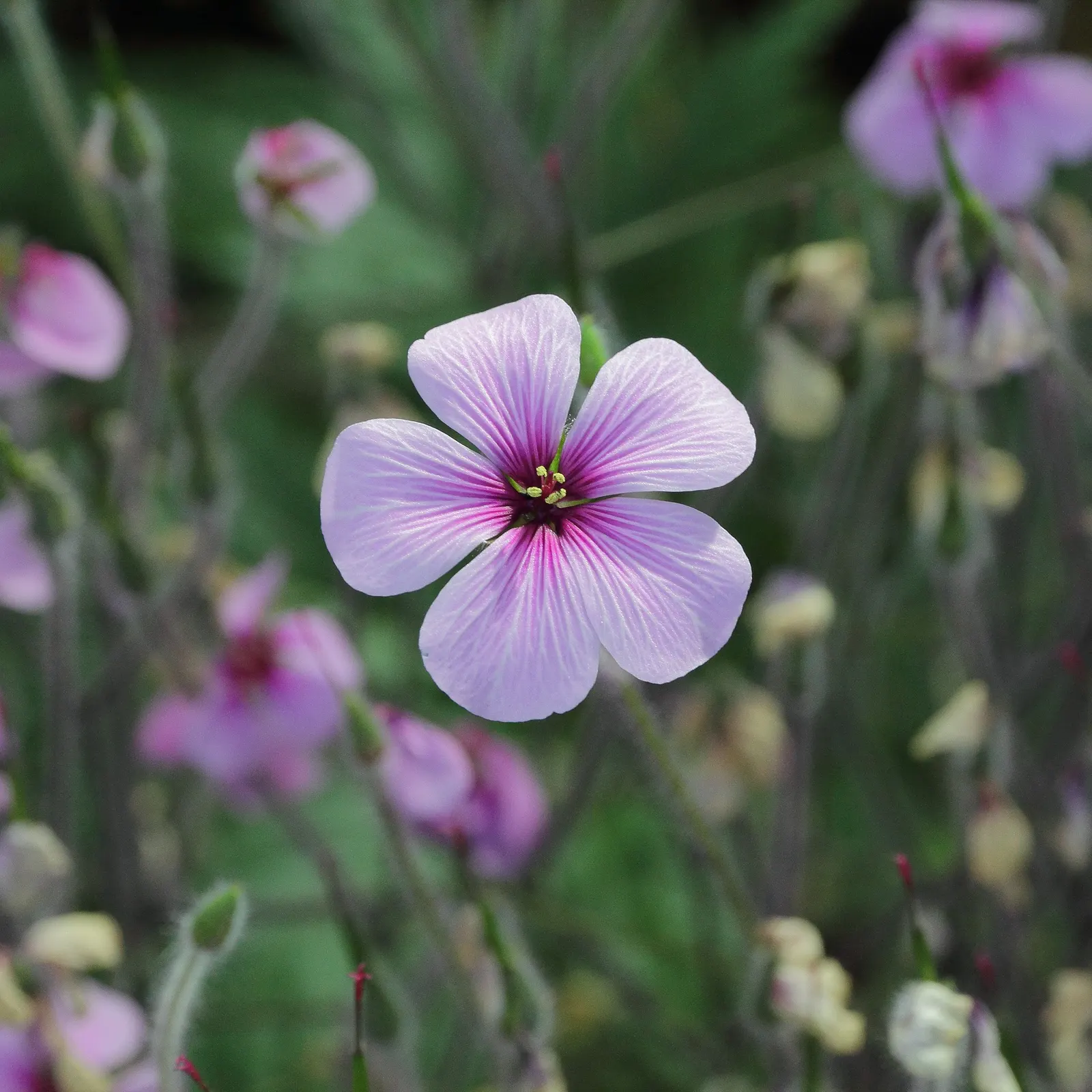 Magenta-Eyed Geranium (Geranium Maderense) — each with a contrasting dark eye at the center; exemplifies botanical splendor with its lush foliage and vibrant