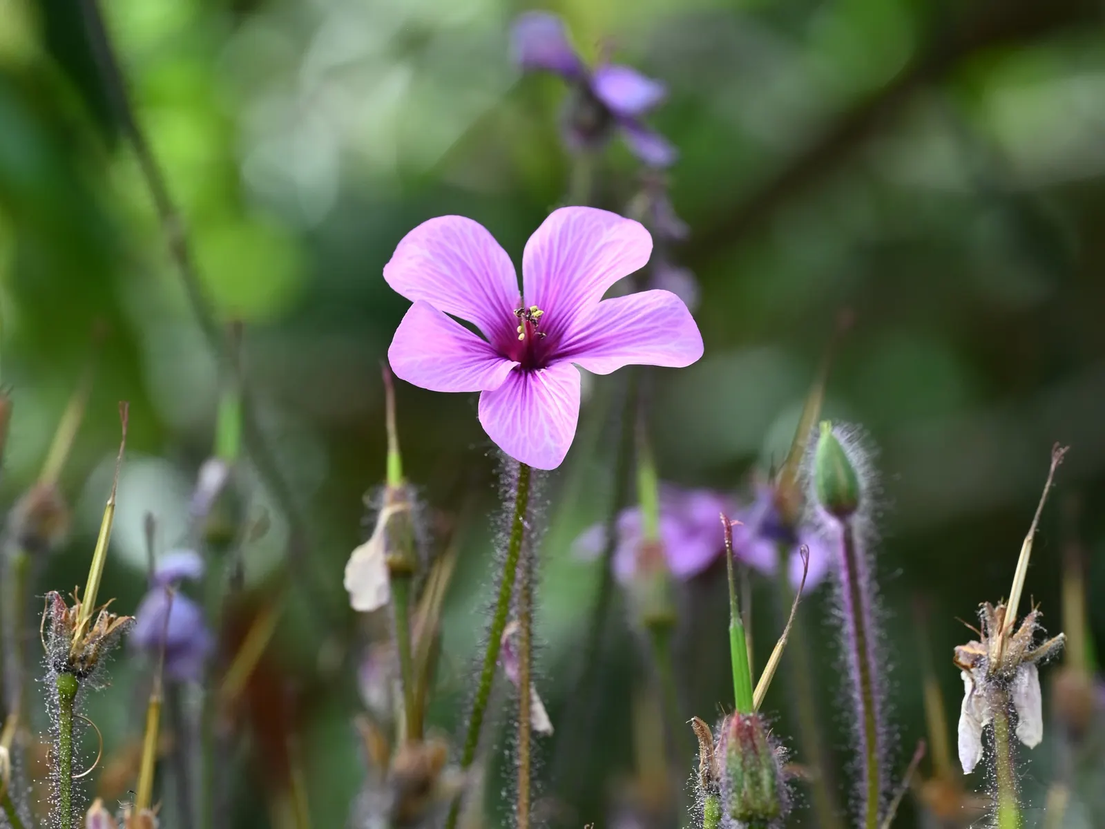 Magenta-Eyed Geranium (Geranium Maderense) — deeply lobed leaves and vivid magenta flowers with a distinctive black center; the foliage retains a vivacious