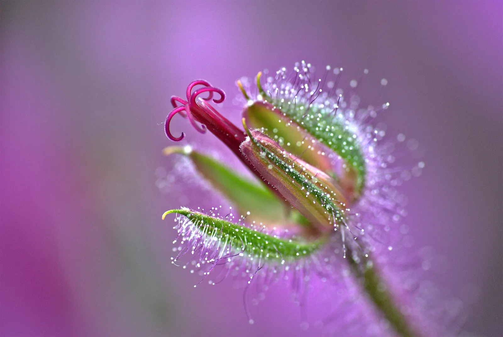 Magenta-Eyed Geranium (Geranium Maderense) — an archipelago known for its rich flora; deeply lobed leaves and vivid magenta flowers with a distinctive black