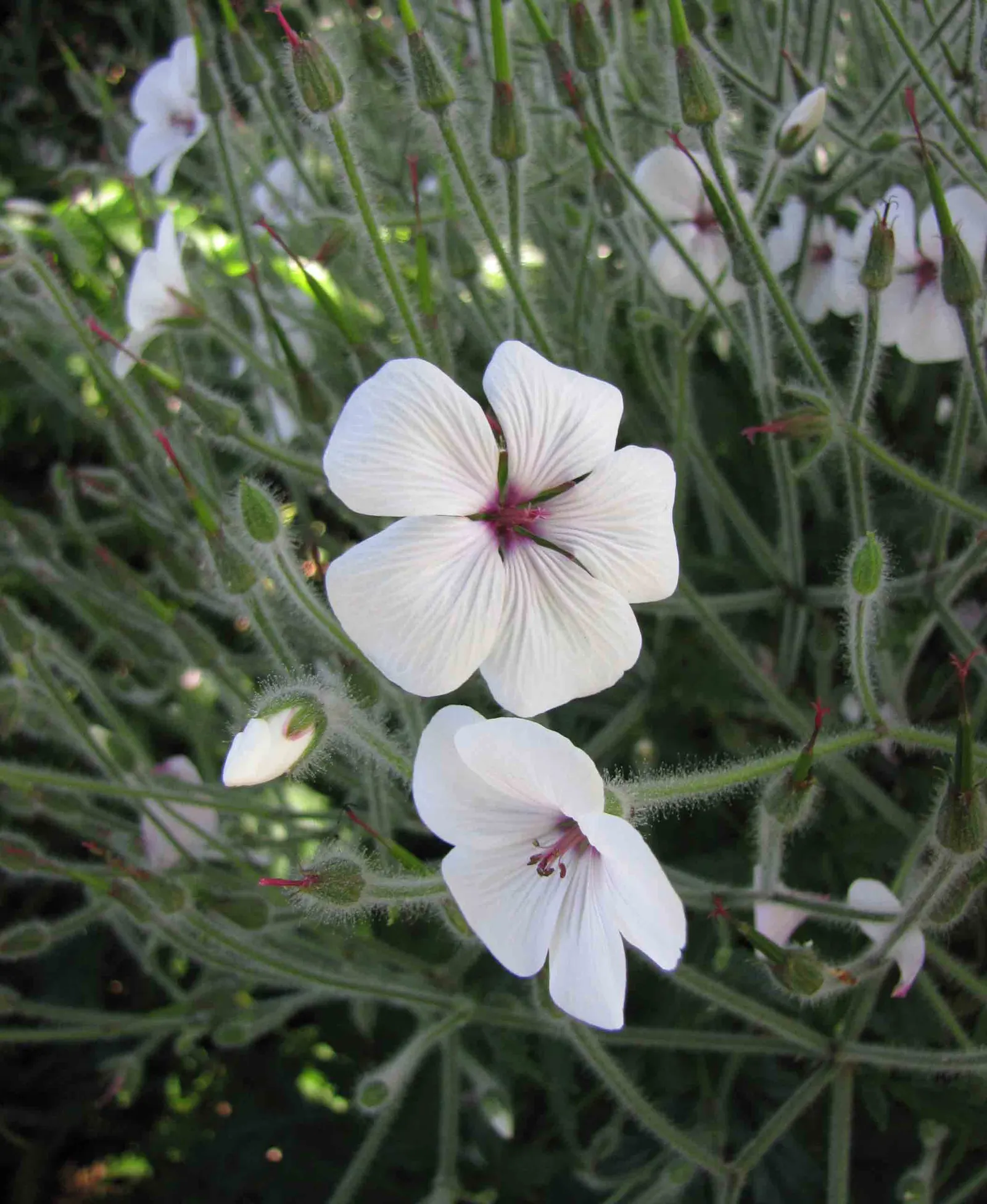 Magenta-Eyed Geranium (Geranium Maderense) — exemplifies botanical splendor with its lush foliage and vibrant floral displays; owing to its size and showy