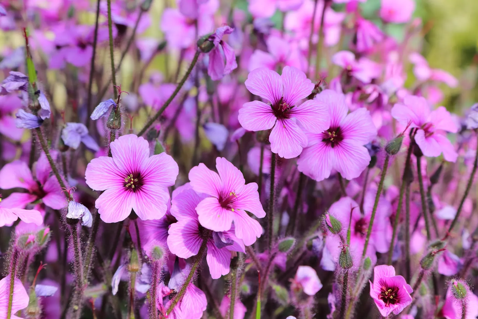 Magenta-Eyed Geranium (Geranium Maderense) — Come late winter to early spring; the Magenta-Eyed Geranium should be considered a centerpiece plant