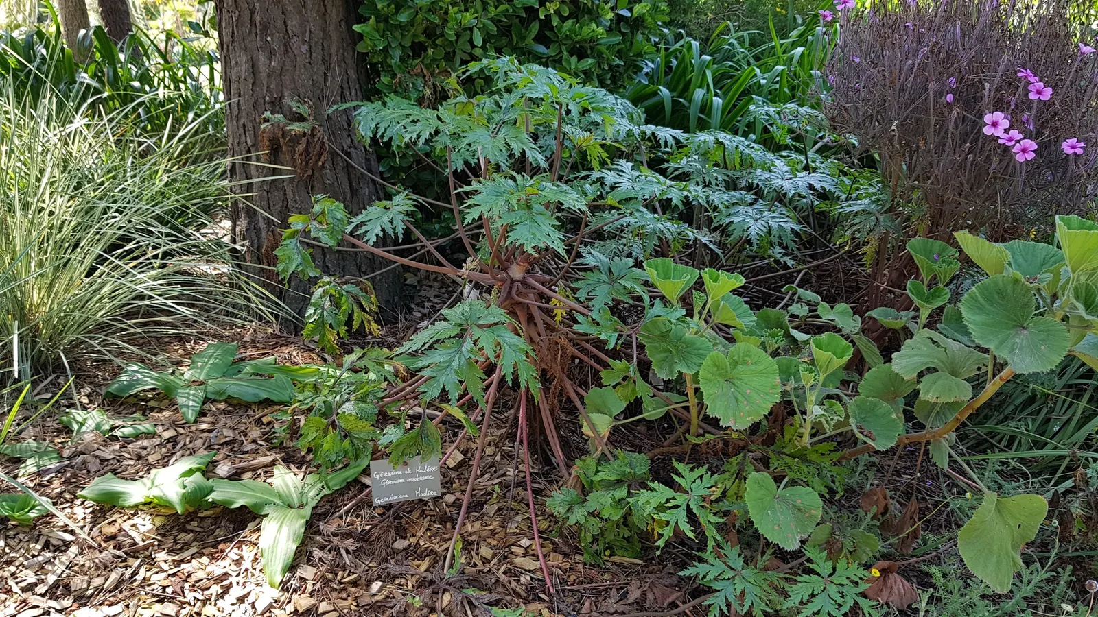 Magenta-Eyed Geranium (Geranium Maderense) — perched atop sturdy stems that confidently rise above the foliage.<br><br>G; ensuring its continued presence in
