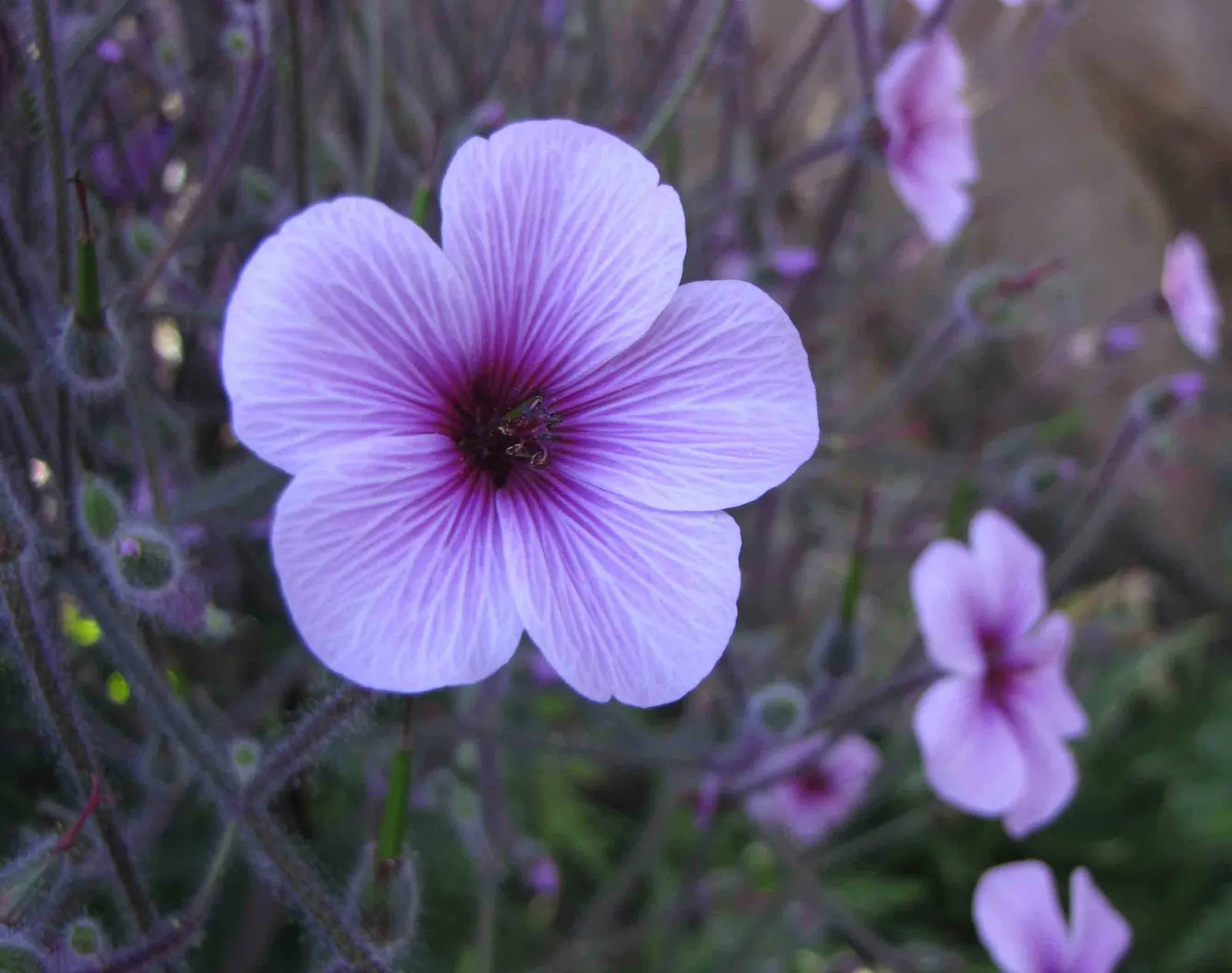 Magenta-Eyed Geranium (Geranium Maderense) — adding a bold splash of color to any landscape; with deeply dissected leaves that form a dense rosette up to 4 to