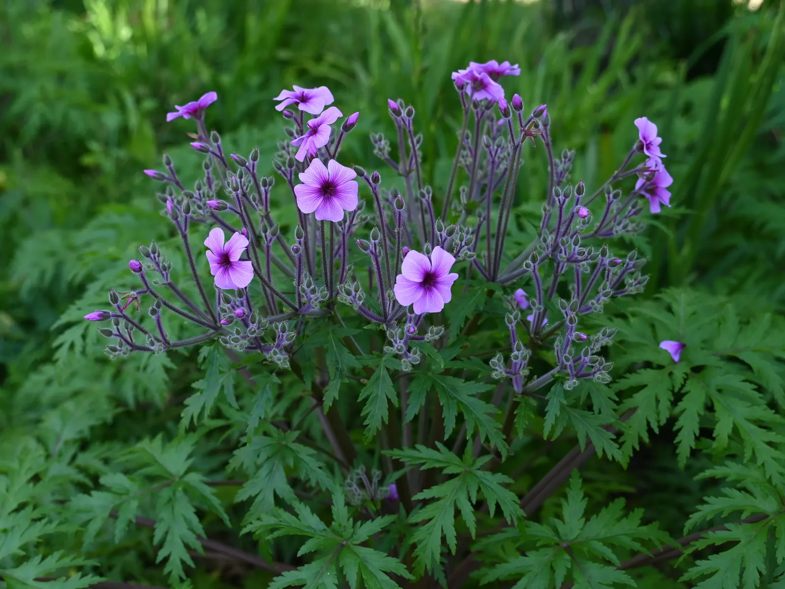 Magenta-Eyed Geranium (Geranium Maderense) — the Magenta-Eyed Geranium should be considered a centerpiece plant