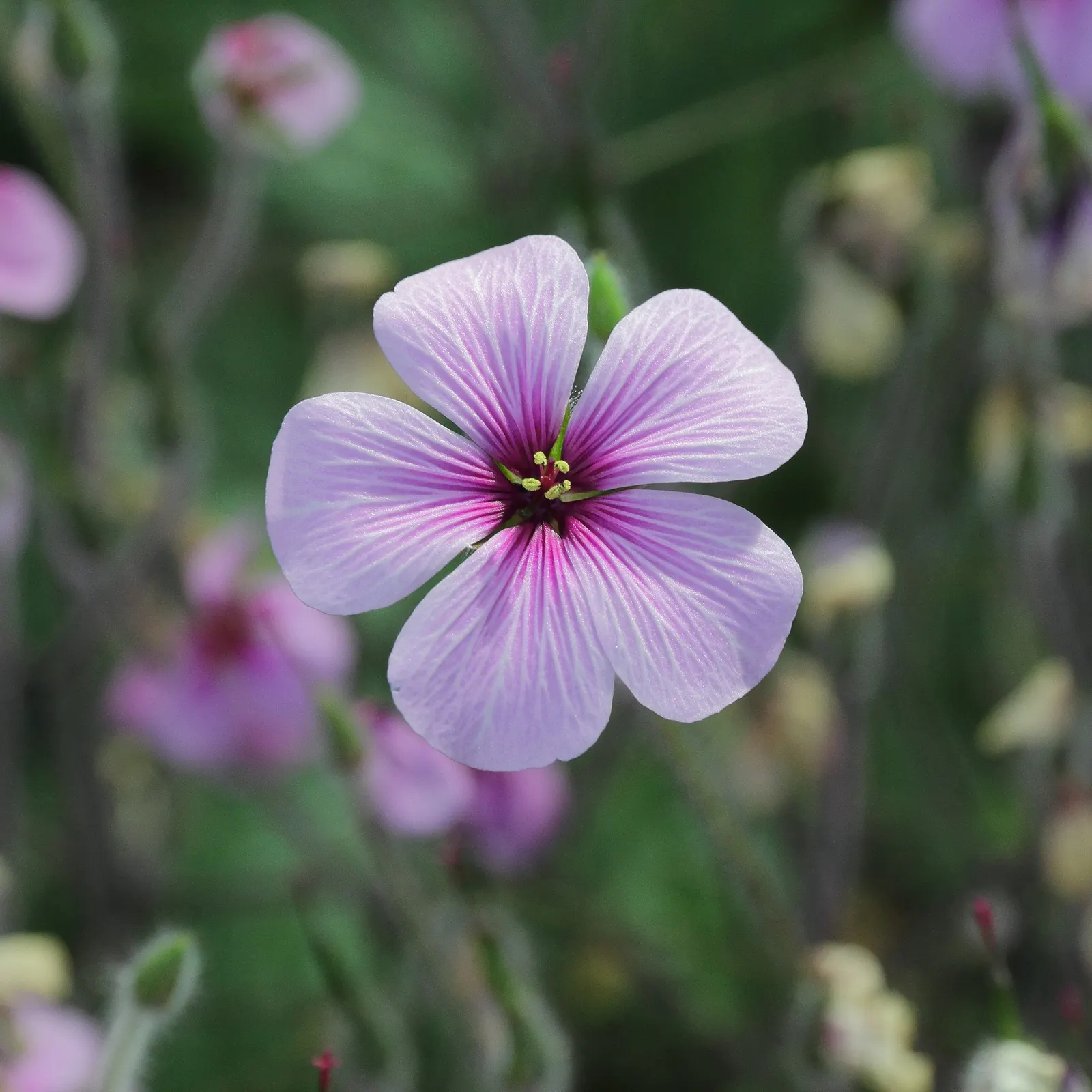 Magenta-Eyed Geranium (Geranium Maderense) — The foliage retains a vivacious green color, setting a lush backdrop for the flowers; perched atop sturdy stems