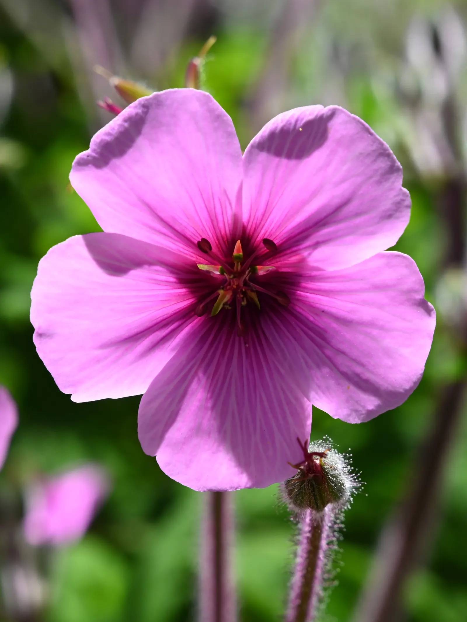 Magenta-Eyed Geranium (Geranium Maderense) — pink flowers in the garden