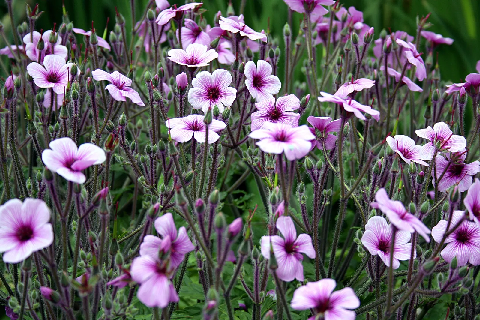 Magenta-Eyed Geranium (Geranium Maderense) — Although it loves full sun to partial shade