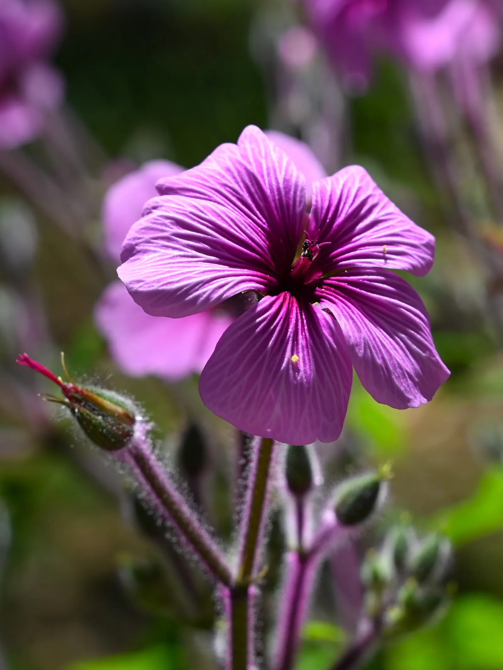 Magenta-Eyed Geranium (Geranium Maderense) — perennial with pink blooms