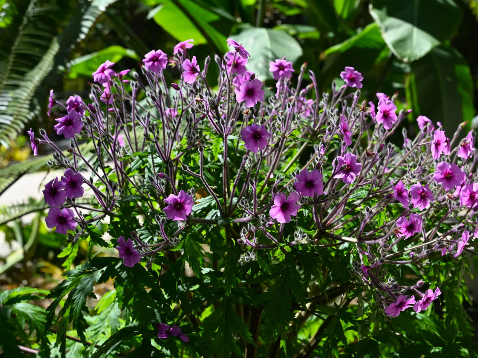 Magenta-Eyed Geranium (Geranium Maderense) — perennial for full or half