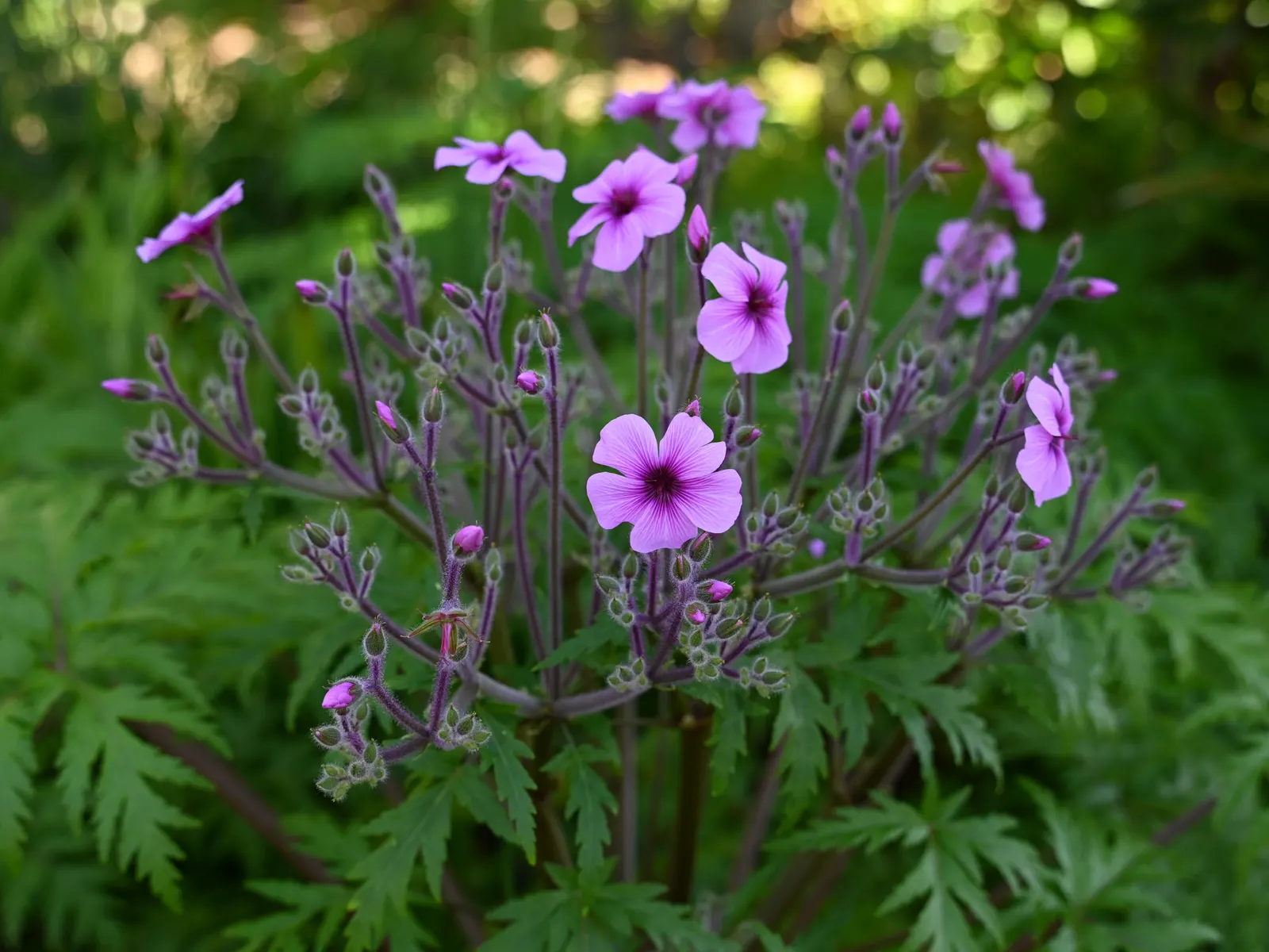 Magenta-Eyed Geranium (Geranium Maderense) — is a striking perennial that boasts large (up to 2 ft across); maturing at around 18-24 inches tall and wide
