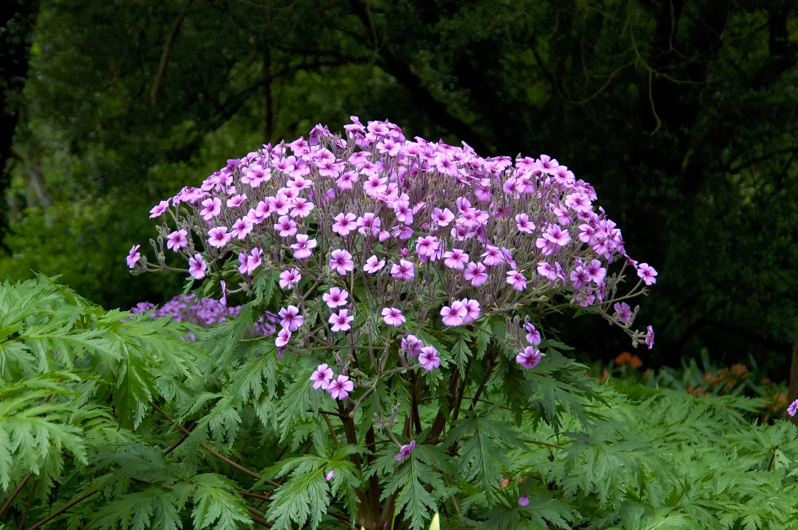 Magenta-Eyed Geranium (Geranium Maderense) — perched atop sturdy stems that confidently rise above the foliage.<br><br>G