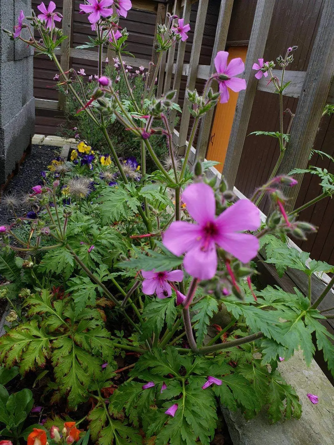 Magenta-Eyed Geranium (Geranium Maderense) — maderense thrives best in USDA hardiness zones 9 to 11 and prefers a well-draining soil with moderate, image 46