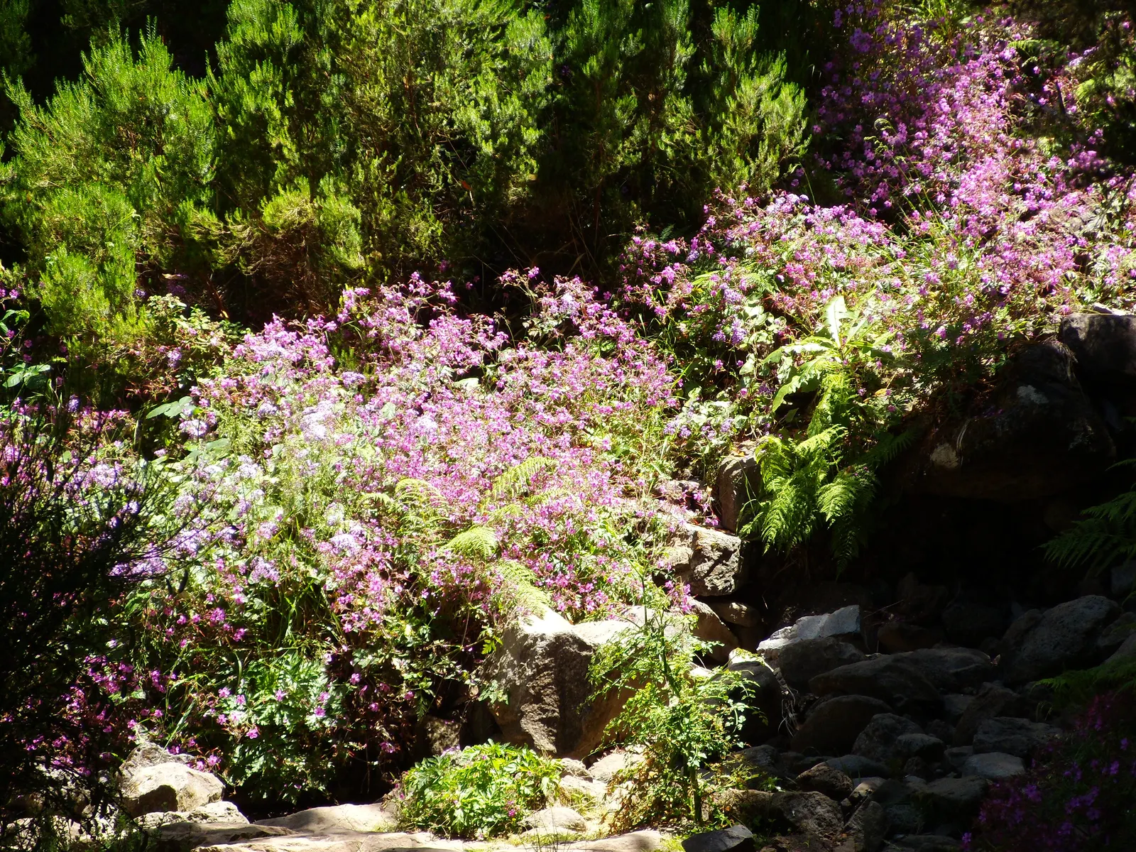 Magenta-Eyed Geranium (Geranium Maderense) — it flowers once spectacularly before dying; but not before producing numerous seeds