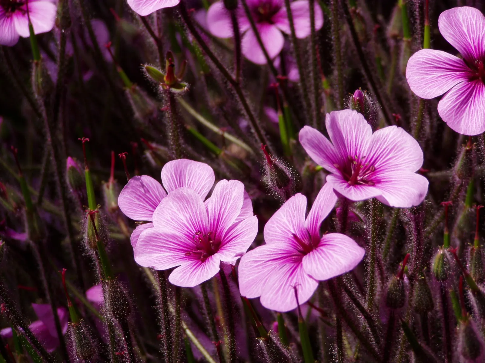 Magenta-Eyed Geranium (Geranium Maderense) — with deeply dissected leaves that form a dense rosette up to 4 to 5 feet in both height and spread; an archipelago