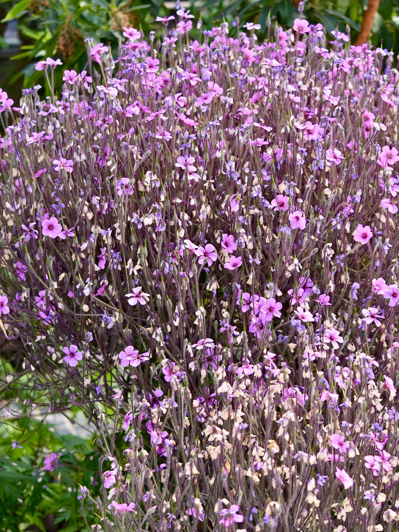 Magenta-Eyed Geranium (Geranium Maderense) — ensuring its continued presence in your landscape.<br><br>When planning a garden design
