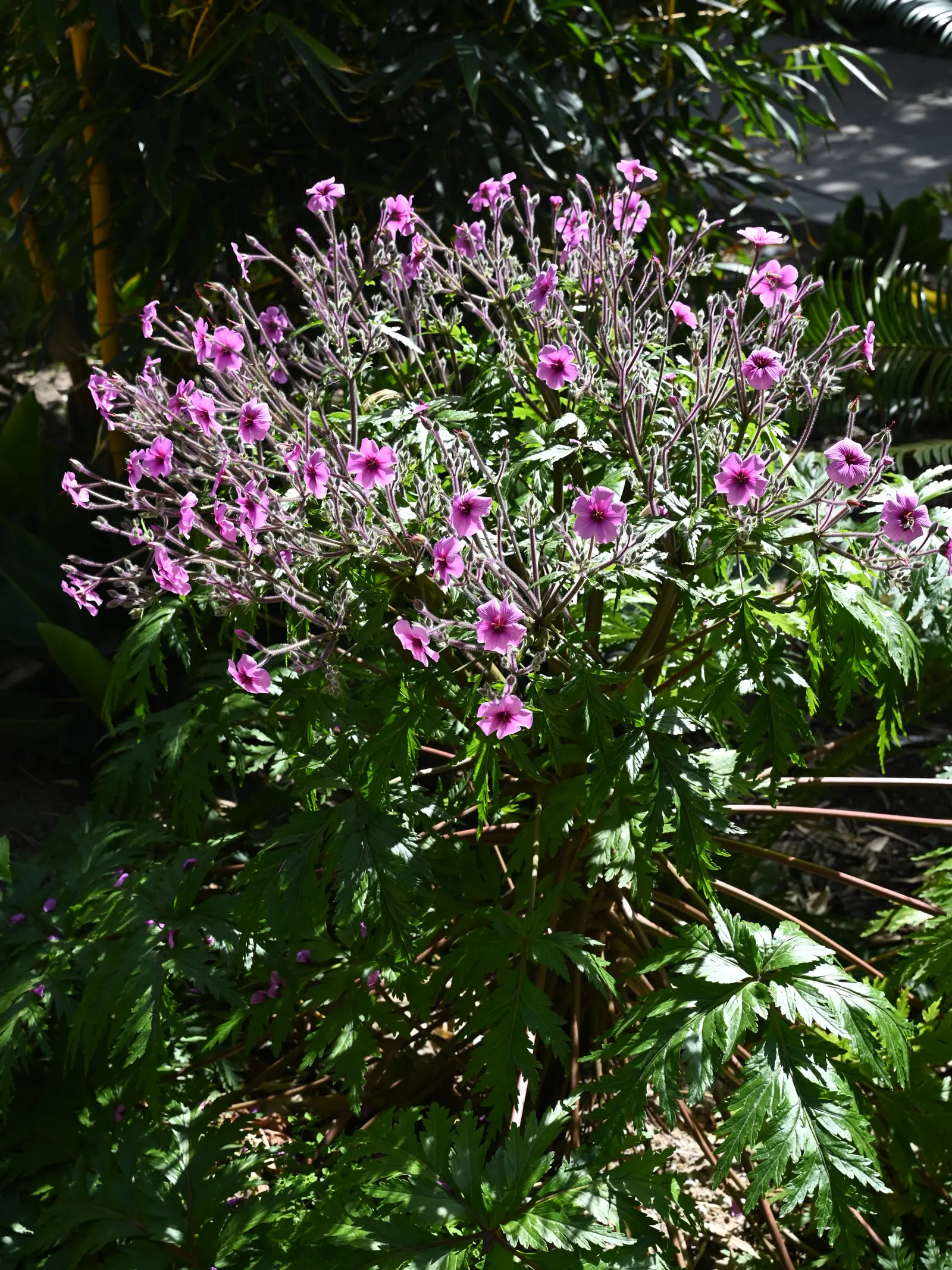 Magenta-Eyed Geranium (Geranium Maderense) — Maturing at around 18-24 inches tall and wide; a specimen well-suited for borders