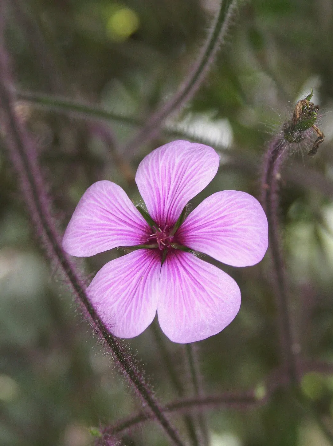 Magenta-Eyed Geranium (Geranium Maderense) — in hotter climates it benefits from some afternoon shade to prevent scorching; each with a contrasting dark eye at