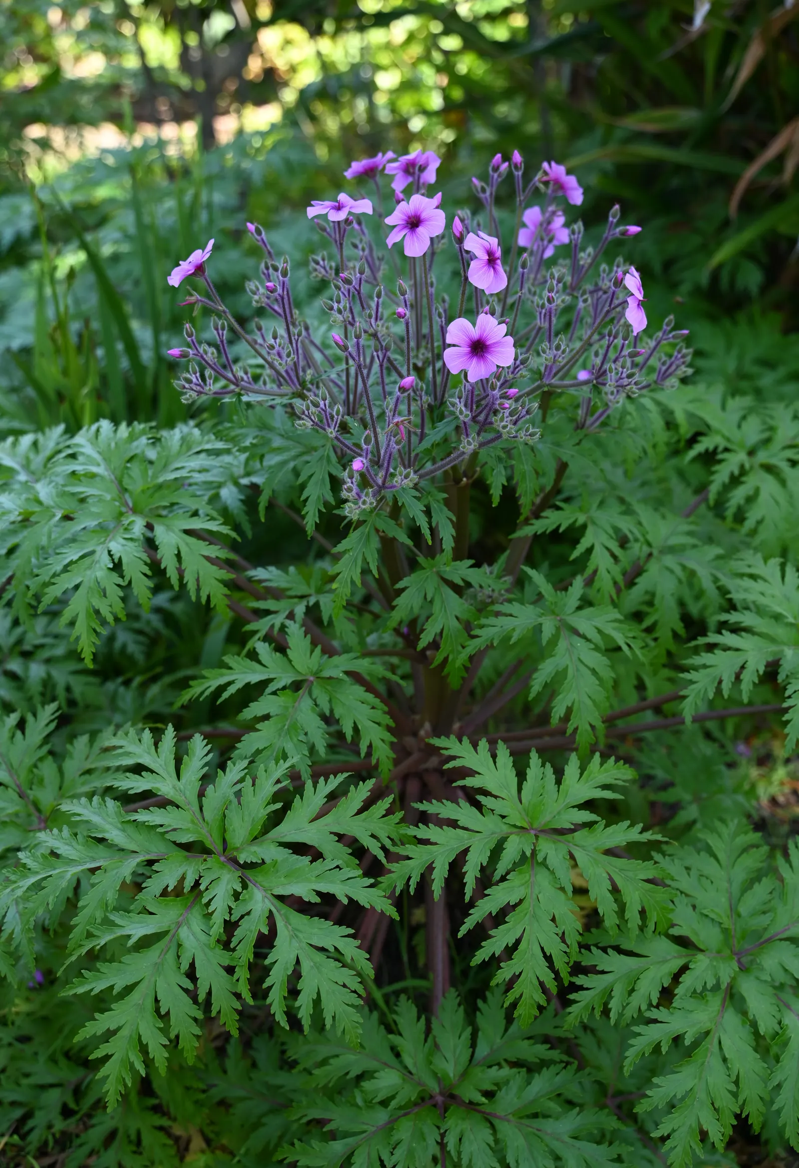 Magenta-Eyed Geranium (Geranium Maderense) — owing to its size and showy nature