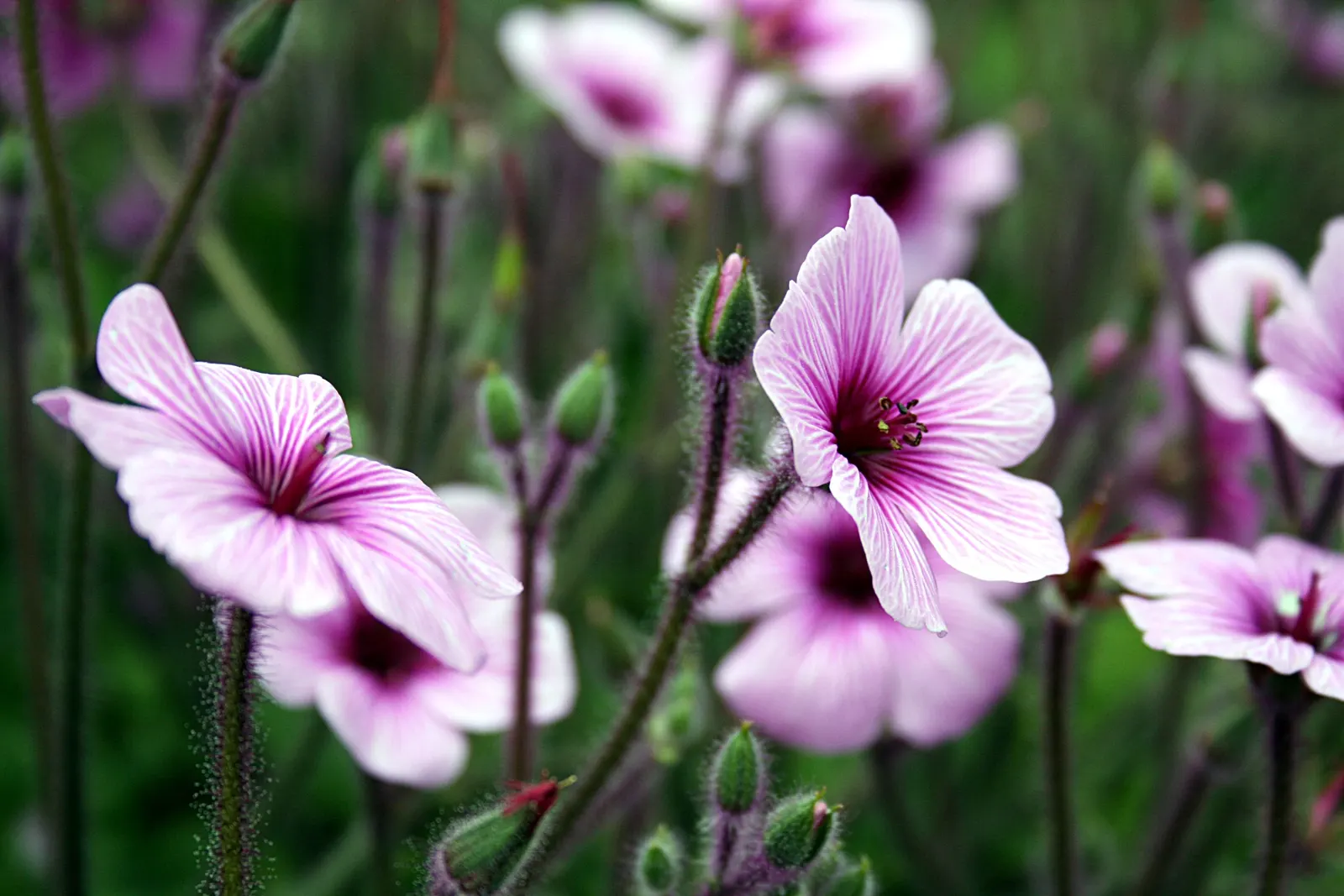 Magenta-Eyed Geranium (Geranium Maderense) — umbrella-like inflorescences that can reach up to 8 inches across, image 44