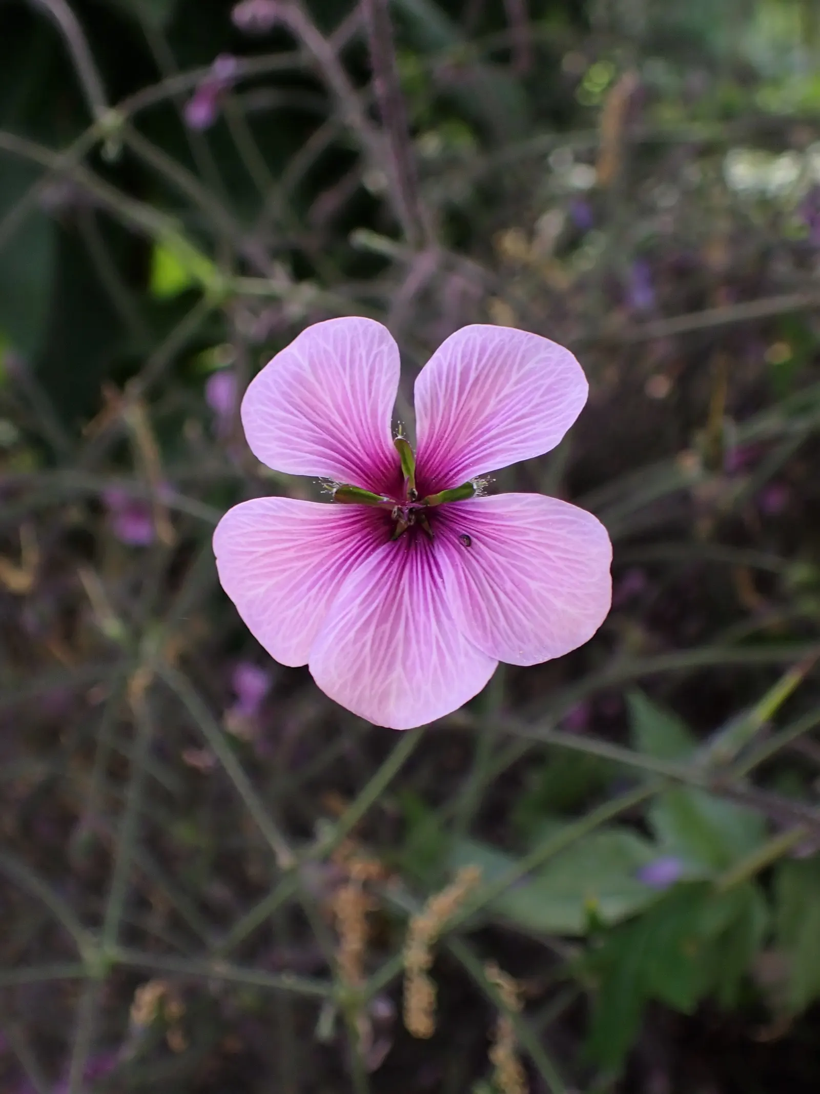 Magenta-Eyed Geranium (Geranium Maderense) — but not before producing numerous seeds