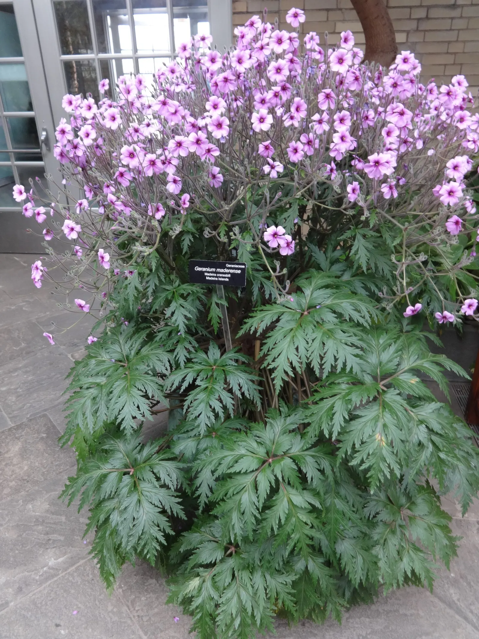 Magenta-Eyed Geranium (Geranium Maderense) — is a striking perennial that boasts large (up to 2 ft across)