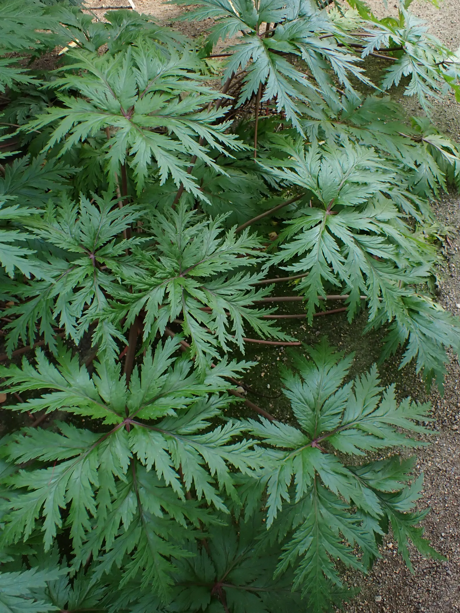 Magenta-Eyed Geranium (Geranium Maderense) — it flowers once spectacularly before dying