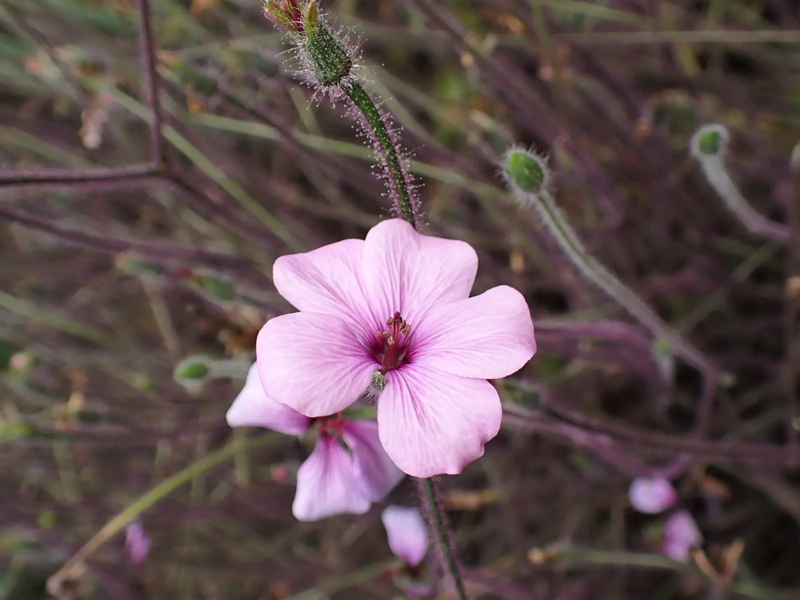 Magenta-Eyed Geranium (Geranium Maderense) — maderense thrives best in USDA hardiness zones 9 to 11 and prefers a well-draining soil with moderate moisture