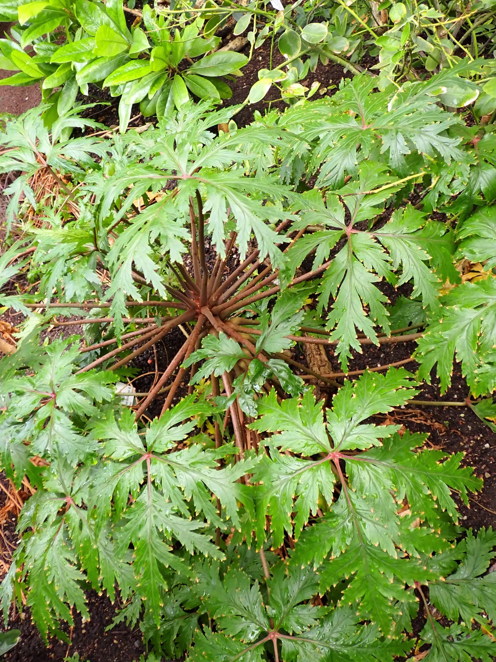 Magenta-Eyed Geranium (Geranium Maderense) — in hotter climates it benefits from some afternoon shade to prevent scorching