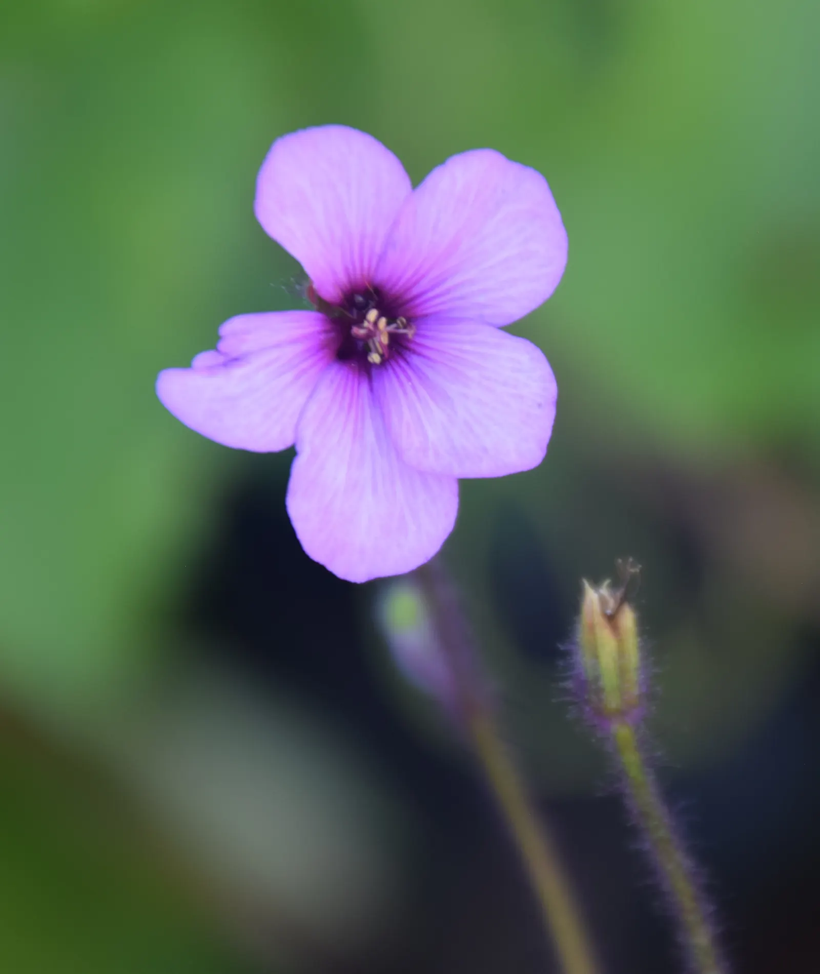 Magenta-Eyed Geranium (Geranium Maderense) — expect a captivating display of magenta blossoms; is a striking perennial that boasts large (up to 2 ft across)