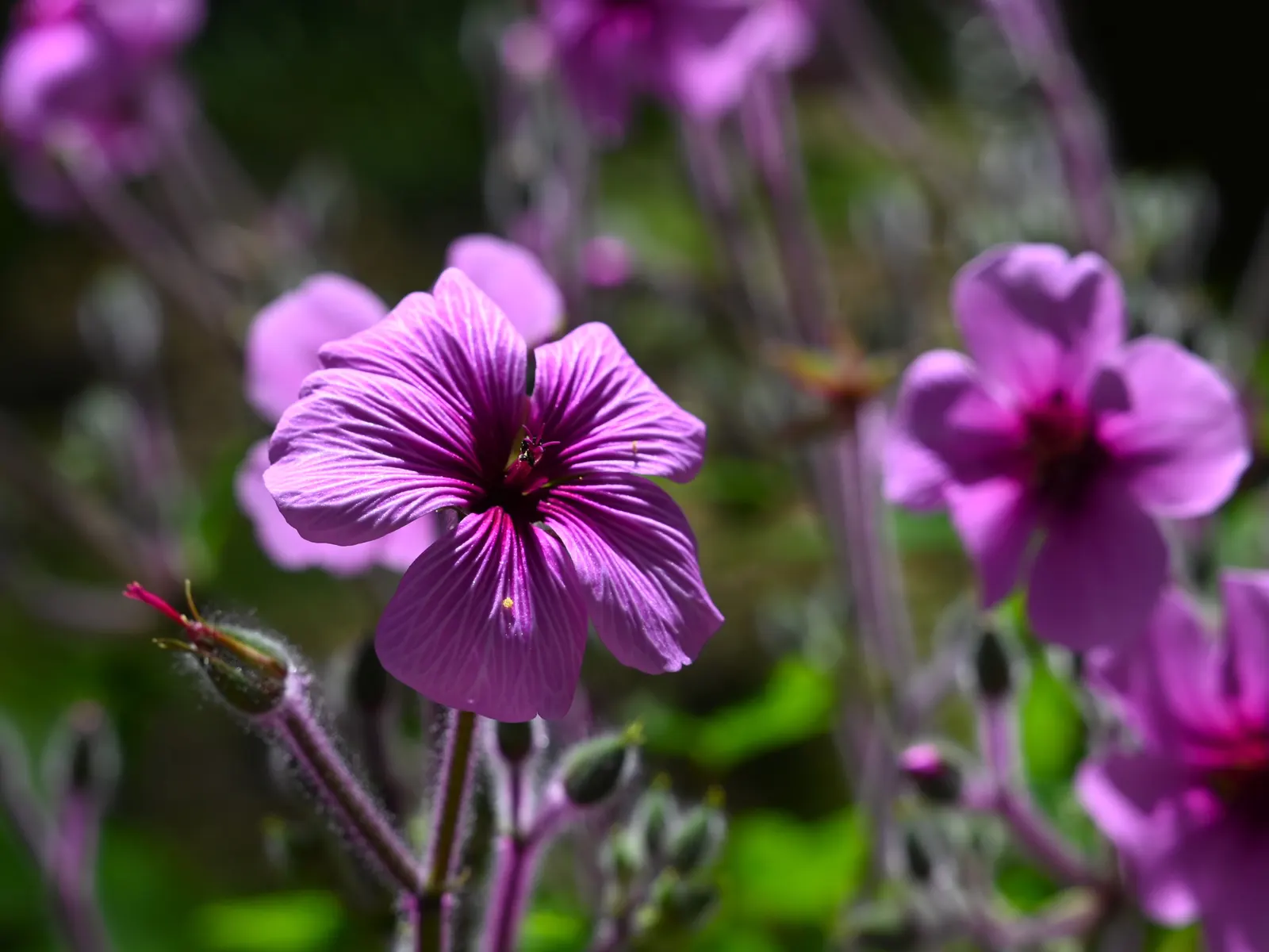 Magenta-Eyed Geranium (Geranium Maderense) — it creates a visually striking statement and pairs beautifully with other Mediterranean plants