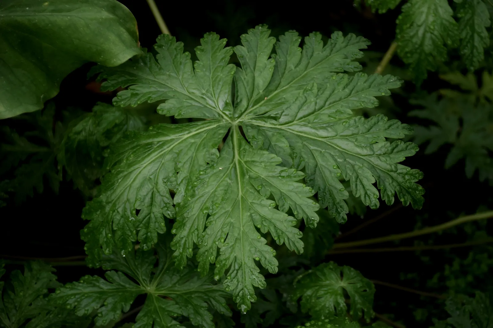 Magenta-Eyed Geranium (Geranium Maderense) — this showy plant blooms in late spring to early summer; it thrives in USDA zones 9-11, prefers partial shade to