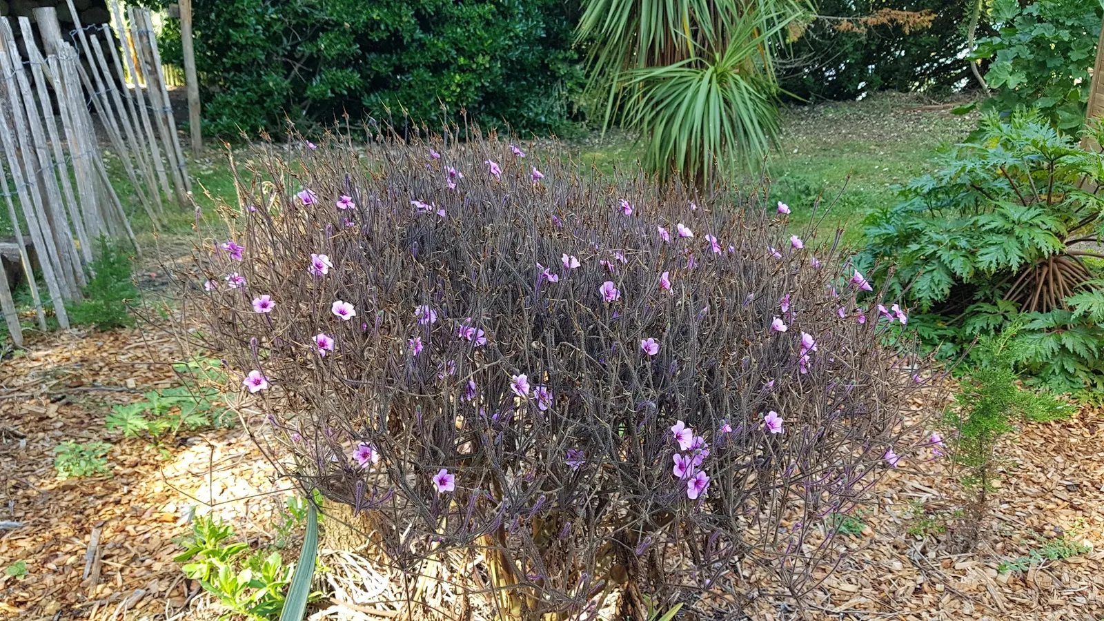 Magenta-Eyed Geranium (Geranium Maderense) — Although it loves full sun to partial shade; scientific name Geranium maderense