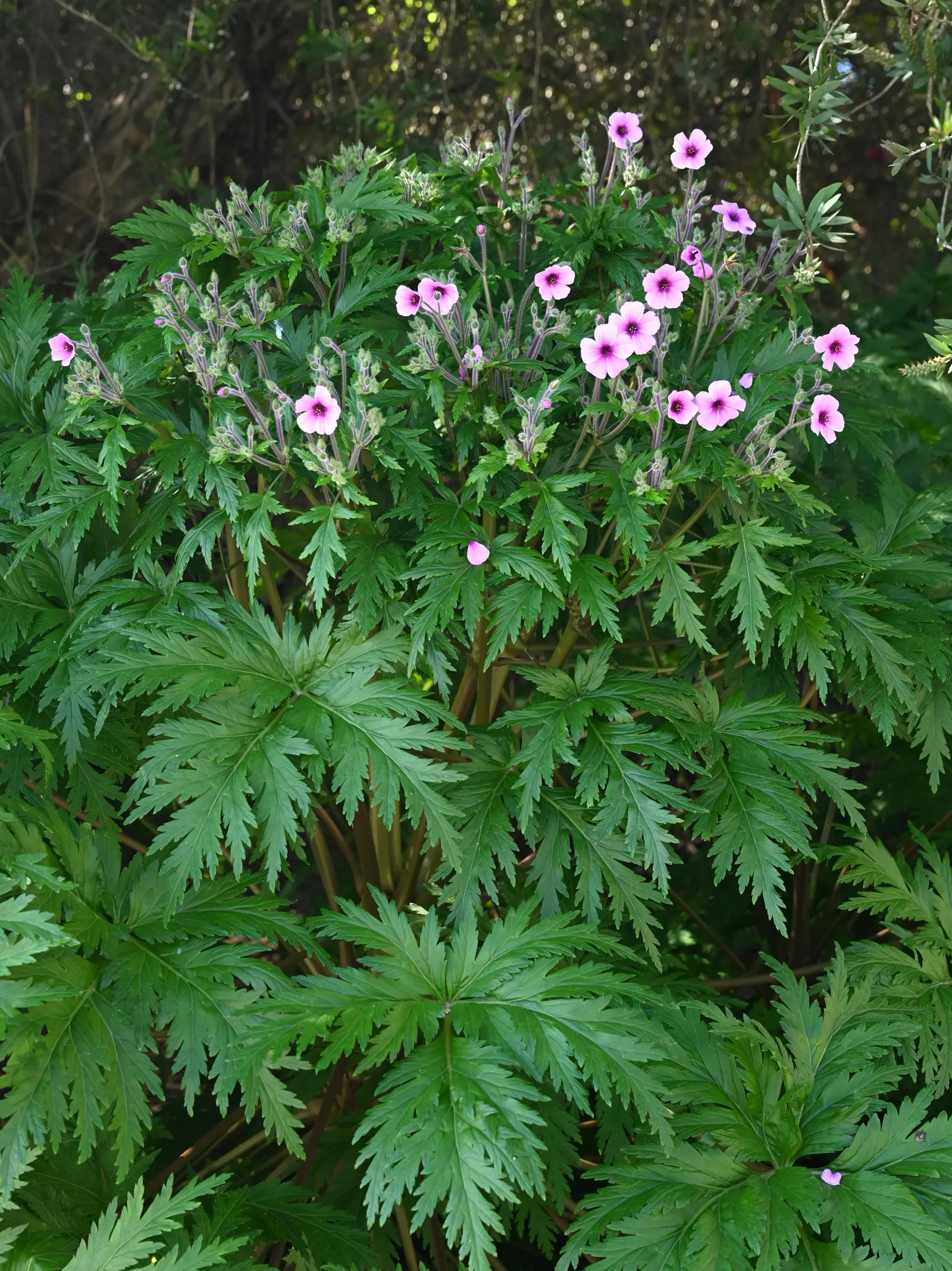 Magenta-Eyed Geranium (Geranium Maderense) — It thrives in USDA zones 9-11, prefers partial shade to full sun, and well-drained soil; although it loves full