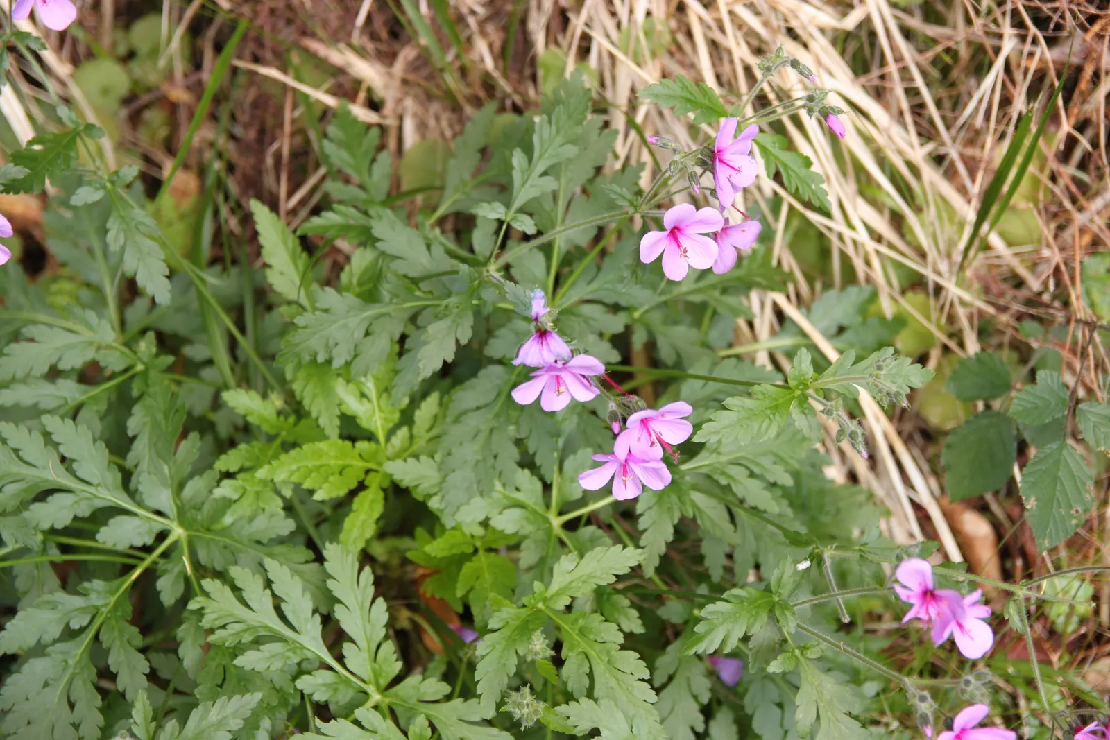 Magenta-Eyed Geranium (Geranium Maderense) — The foliage retains a vivacious green color, setting a lush backdrop for the flowers
