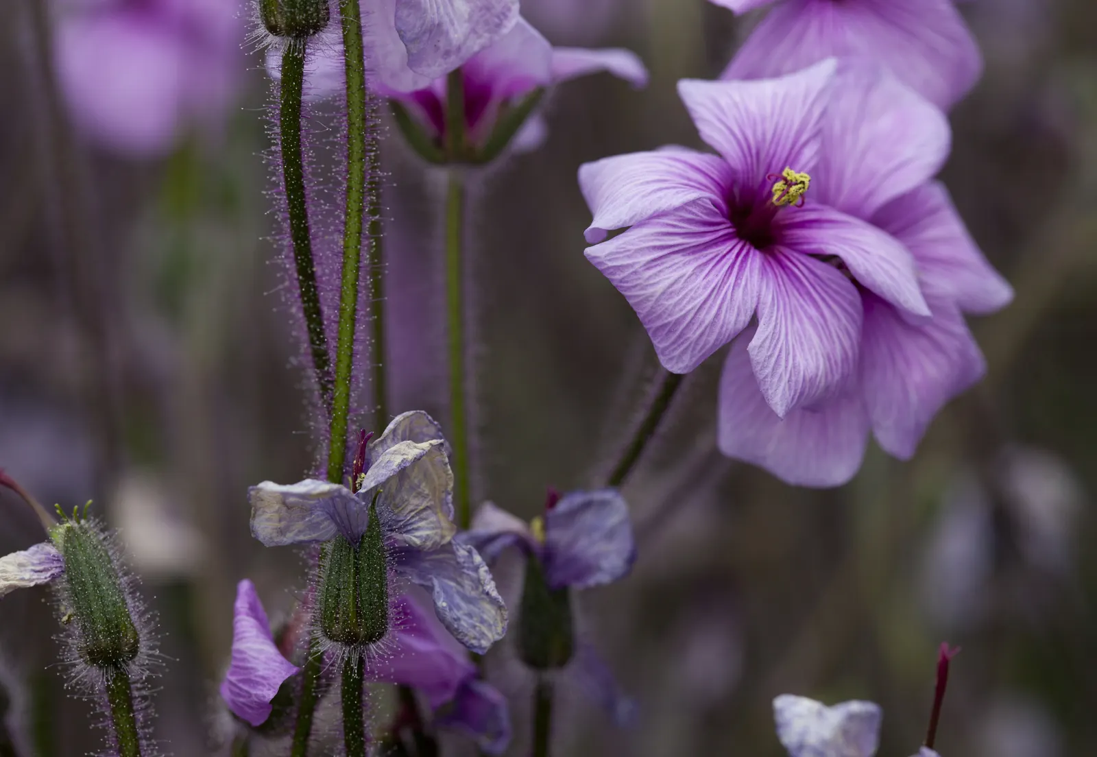 Magenta-Eyed Geranium (Geranium Maderense) — Come late winter to early spring