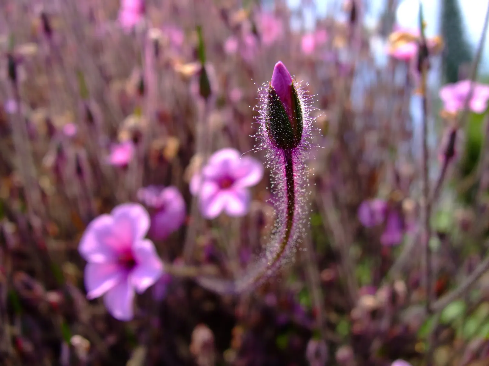 Magenta-Eyed Geranium (Geranium Maderense) — deeply lobed leaves and vivid magenta flowers with a distinctive black center
