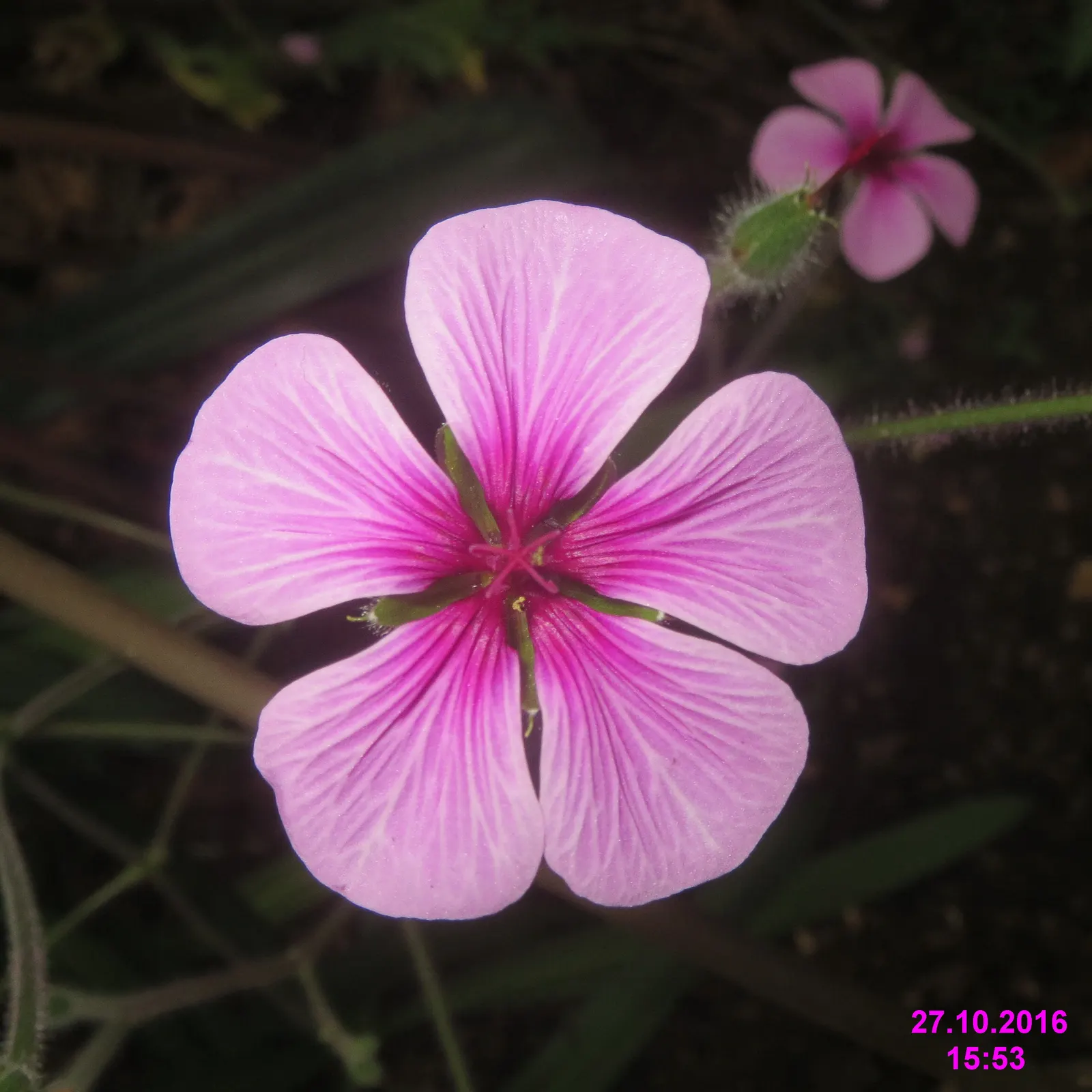 Magenta-Eyed Geranium (Geranium Maderense) — umbrella-like inflorescences that can reach up to 8 inches across