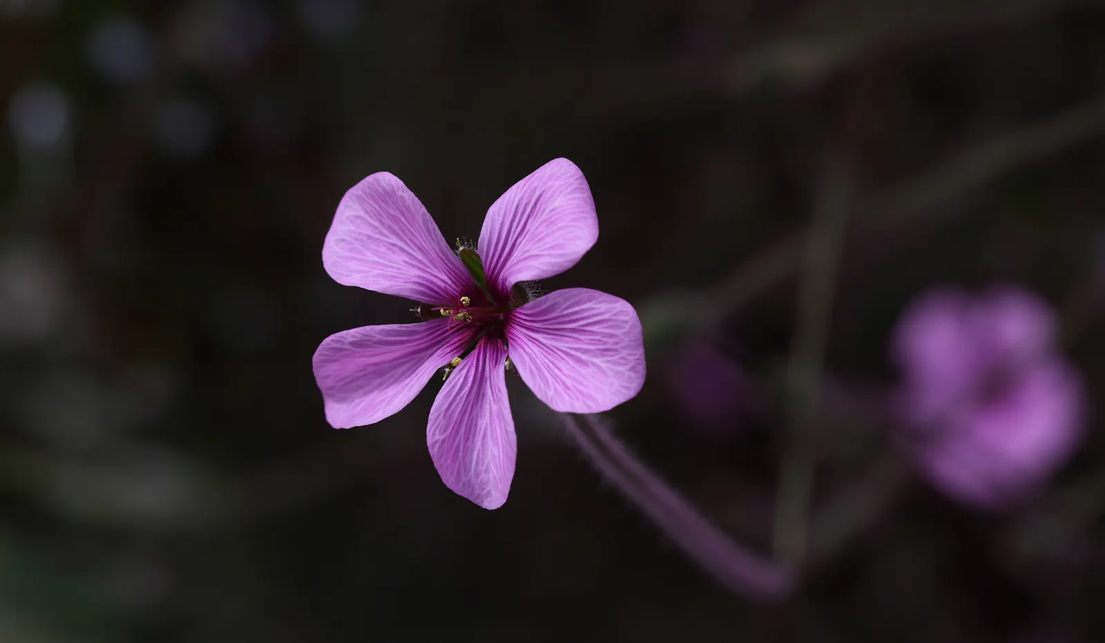 Magenta-Eyed Geranium (Geranium Maderense) — each with a contrasting dark eye at the center